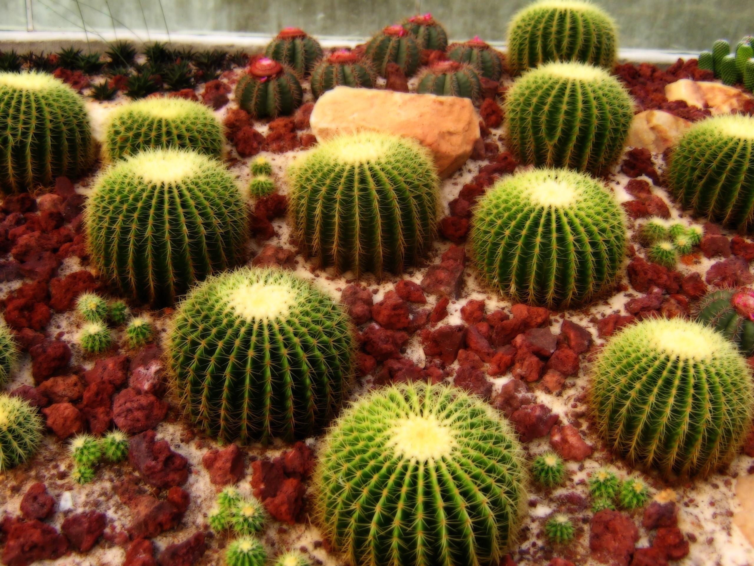 Captivating cacti, Natural artwork, Botanical beauty, Desert marvel, 2560x1920 HD Desktop