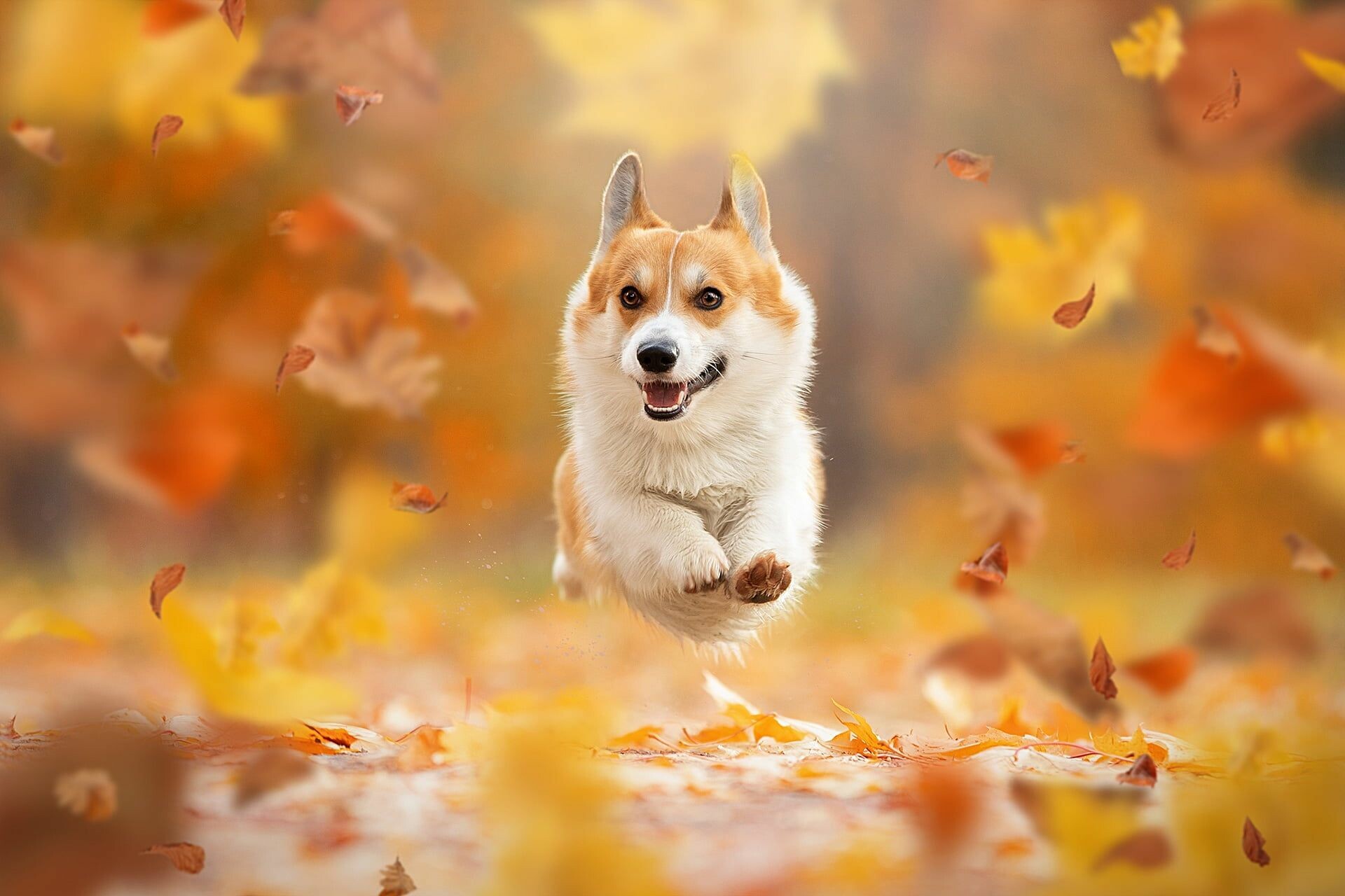 Must haves of autumn, Corgi wallpaper, Cute, 1920x1280 HD Desktop