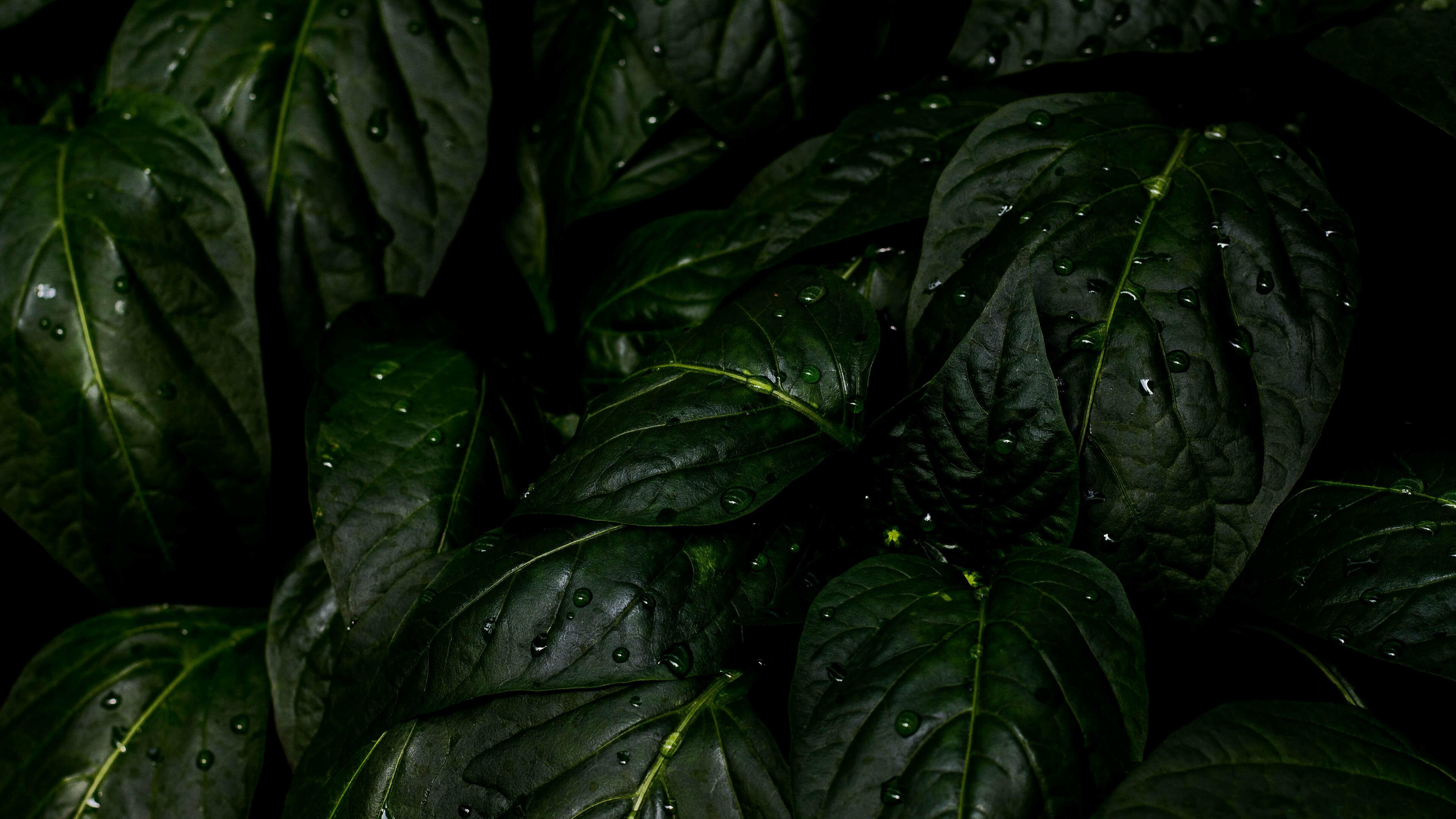 Rain drops leaves, UHD 4K wallpaper, 3840x2160 4K Desktop