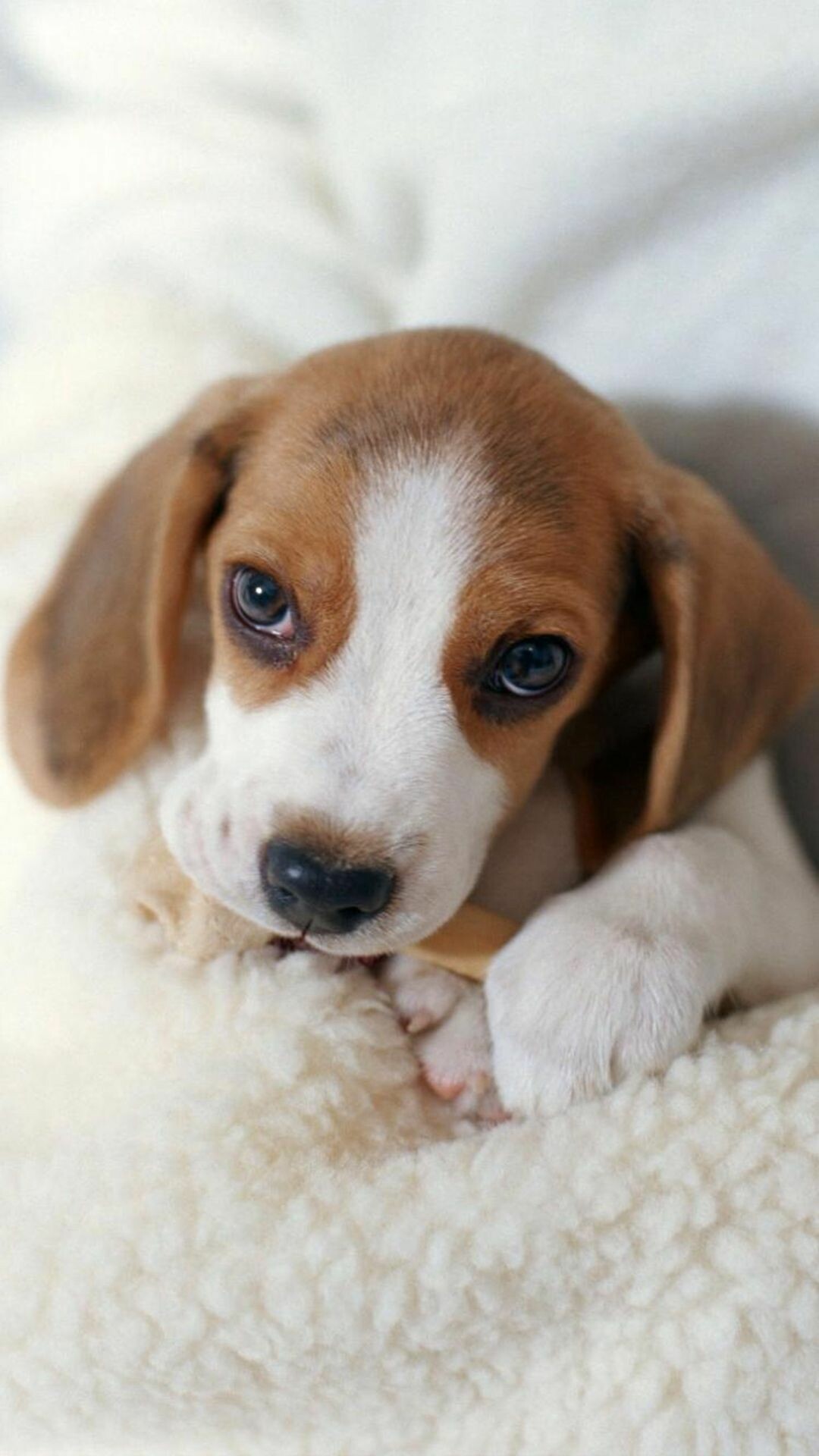 Beagle, Beagle puppies iphone wallpaper, Zoey Johnson, Wallpaper, 1080x1920 Full HD Phone