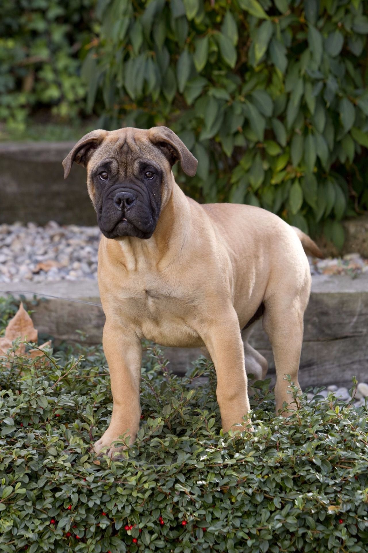 Bullmastiff, Perros, Razas, Dogs, 1280x1920 HD Phone
