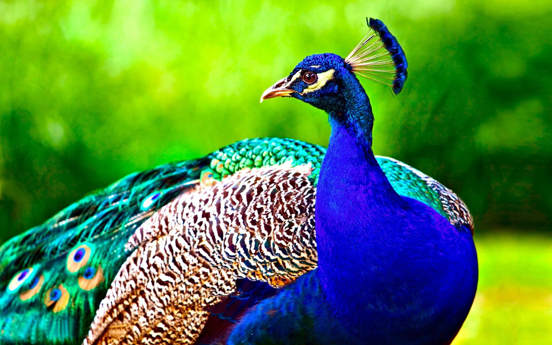 Peacock wallpapers, Trump Wallpapers, Stunning plumage, Vibrant colors, 1920x1200 HD Desktop