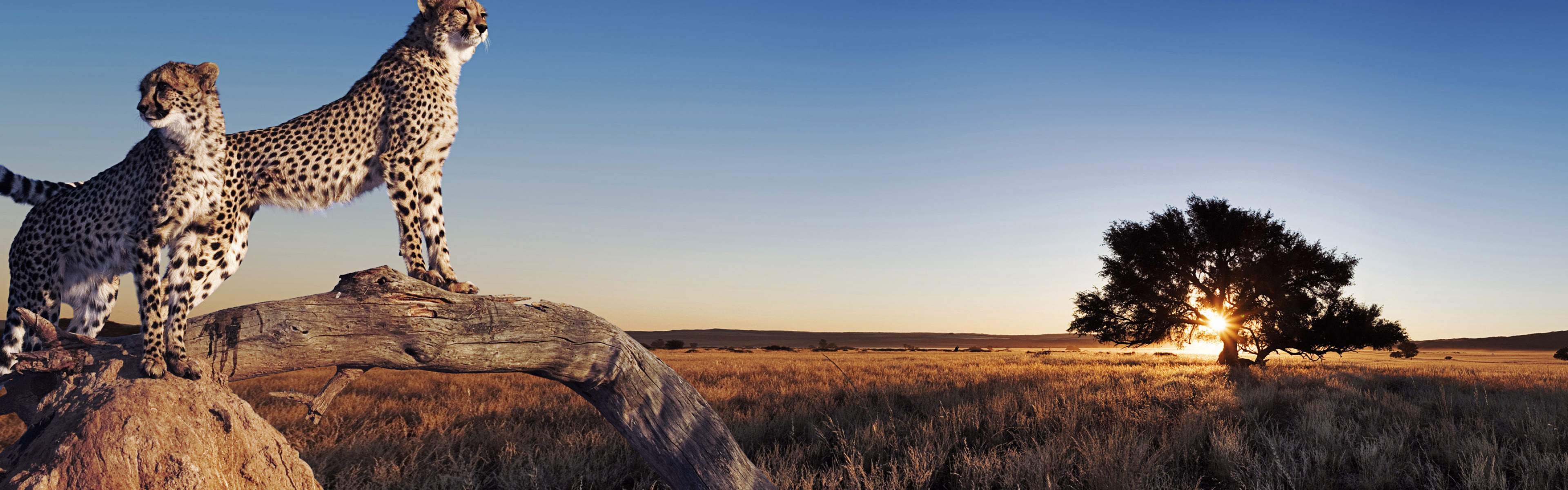 Africa Travels, Majestic cheetahs, Natural beauty, Captivating wildlife, 3840x1200 Dual Screen Desktop