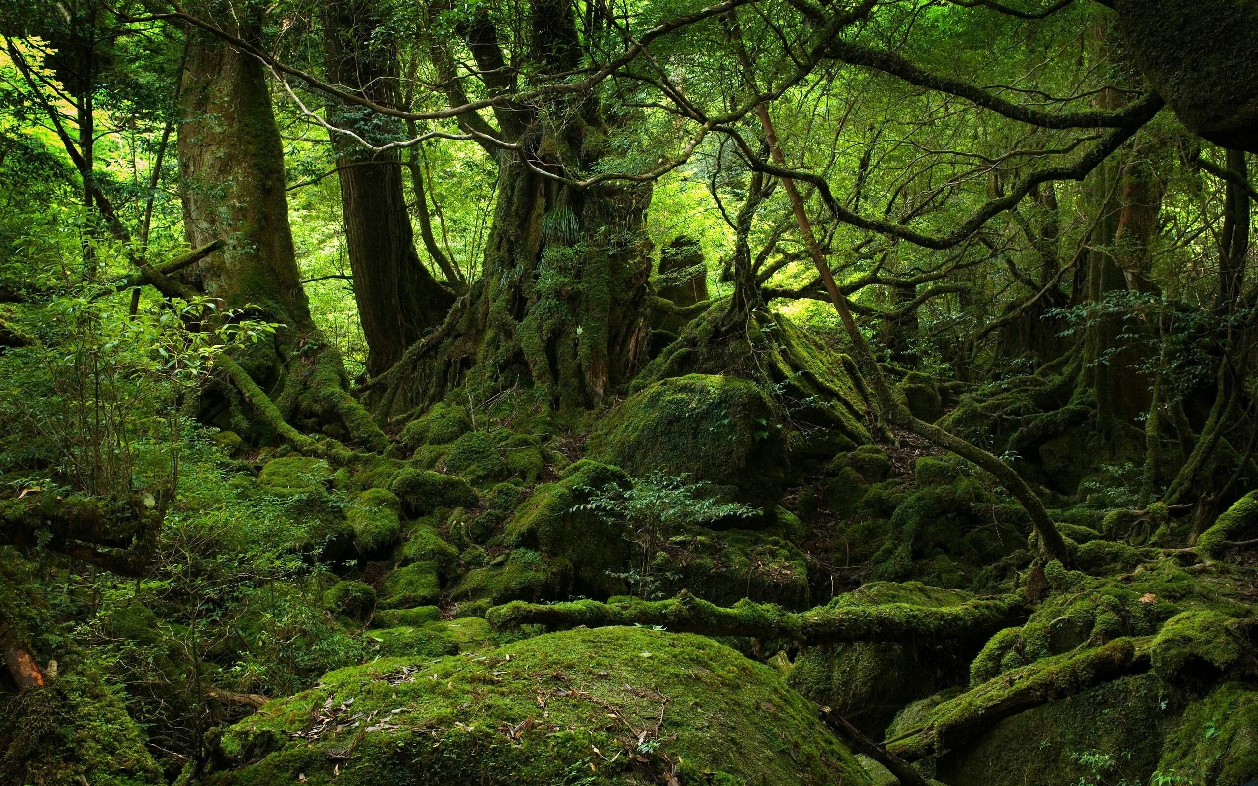 Beautiful forest landscapes, Mystical moss-covered trees, Serene nature's embrace, Tranquil wilderness, 2560x1600 HD Desktop
