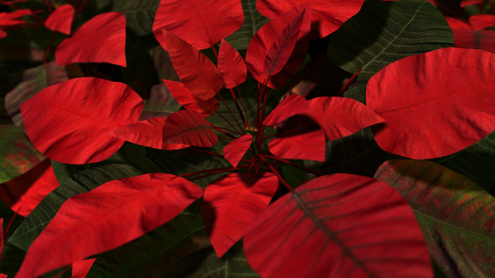 Poinsettia, Festive flower, Holiday spirit, Vibrant symbol, 1920x1080 Full HD Desktop