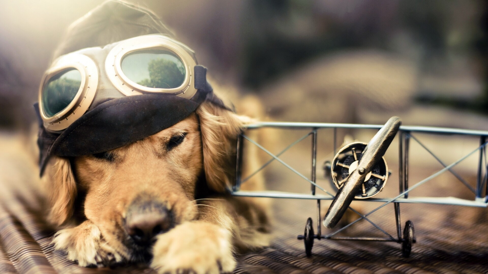 Dog, Wallpaper, HD, airwallpaper.com, 1920x1080 Full HD Desktop