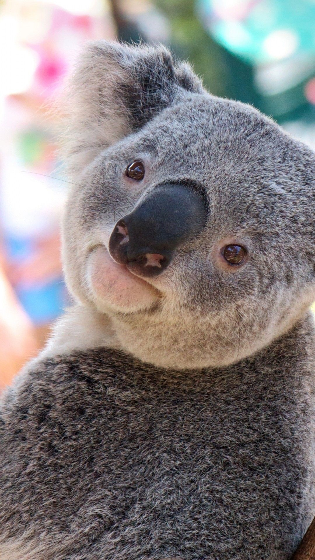 Pin on wallpaper, Koala, Wallpaper, 1080x1920 Full HD Phone