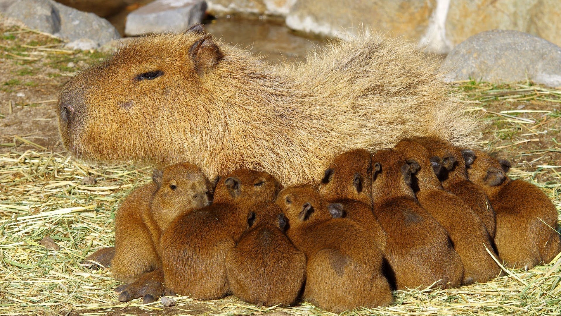 Capybara, Adorable rodents, Cute animals, Animal wallpapers, 1920x1080 Full HD Desktop