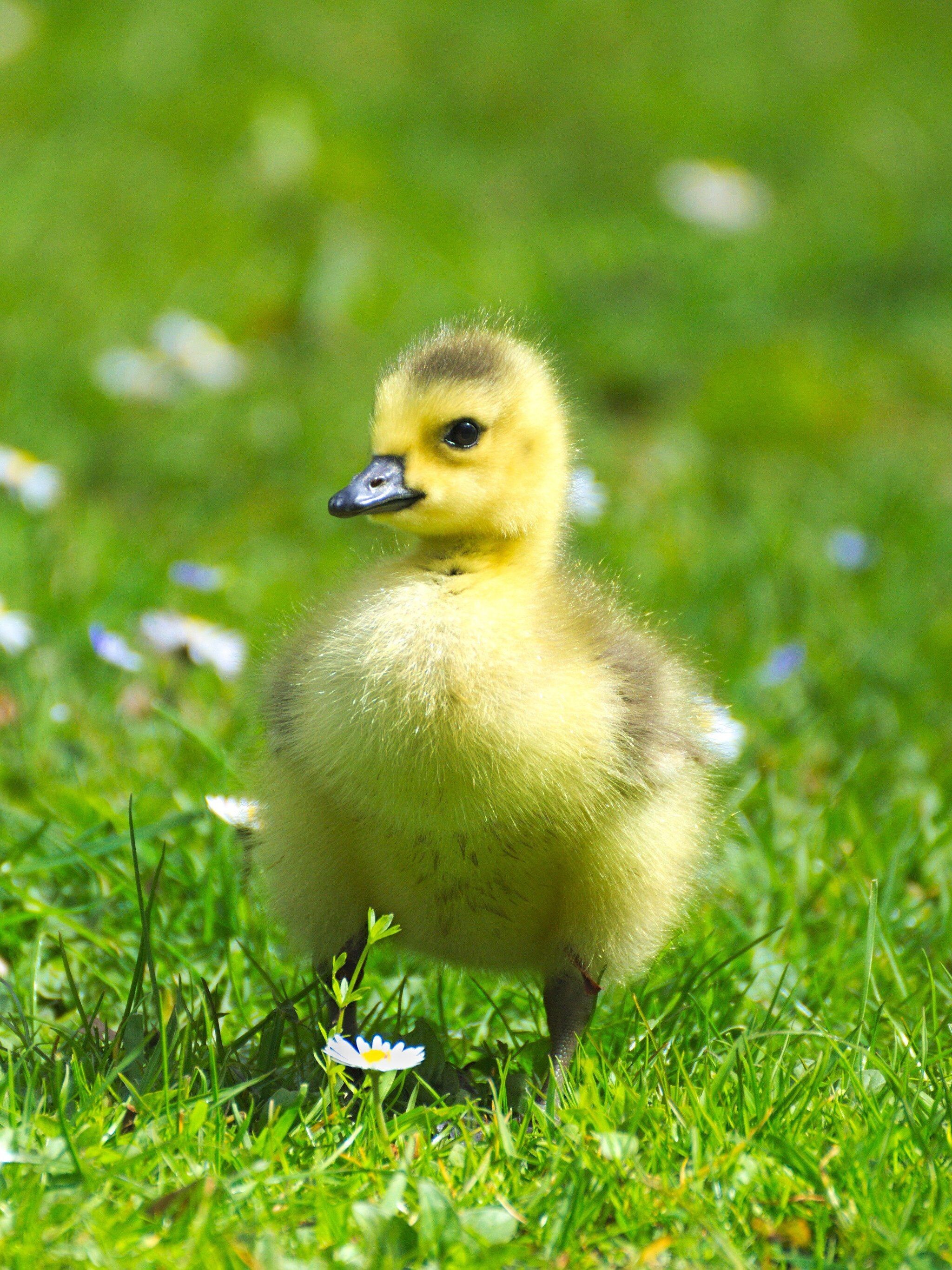 Top free geese wallpapers, Captivating backgrounds, Nature's wonders, Beauty in flight, 2050x2740 HD Phone