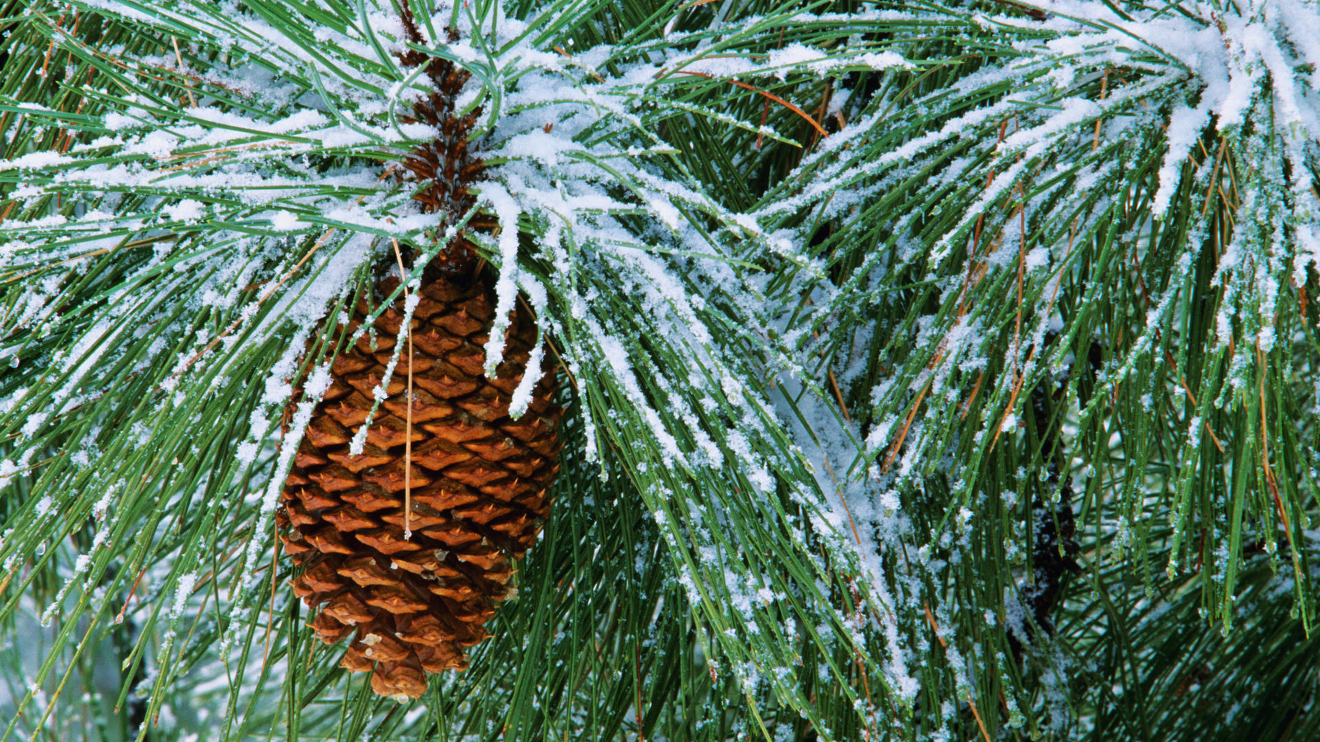 Pine Tree, Backgrounds, 1920x1080 Full HD Desktop