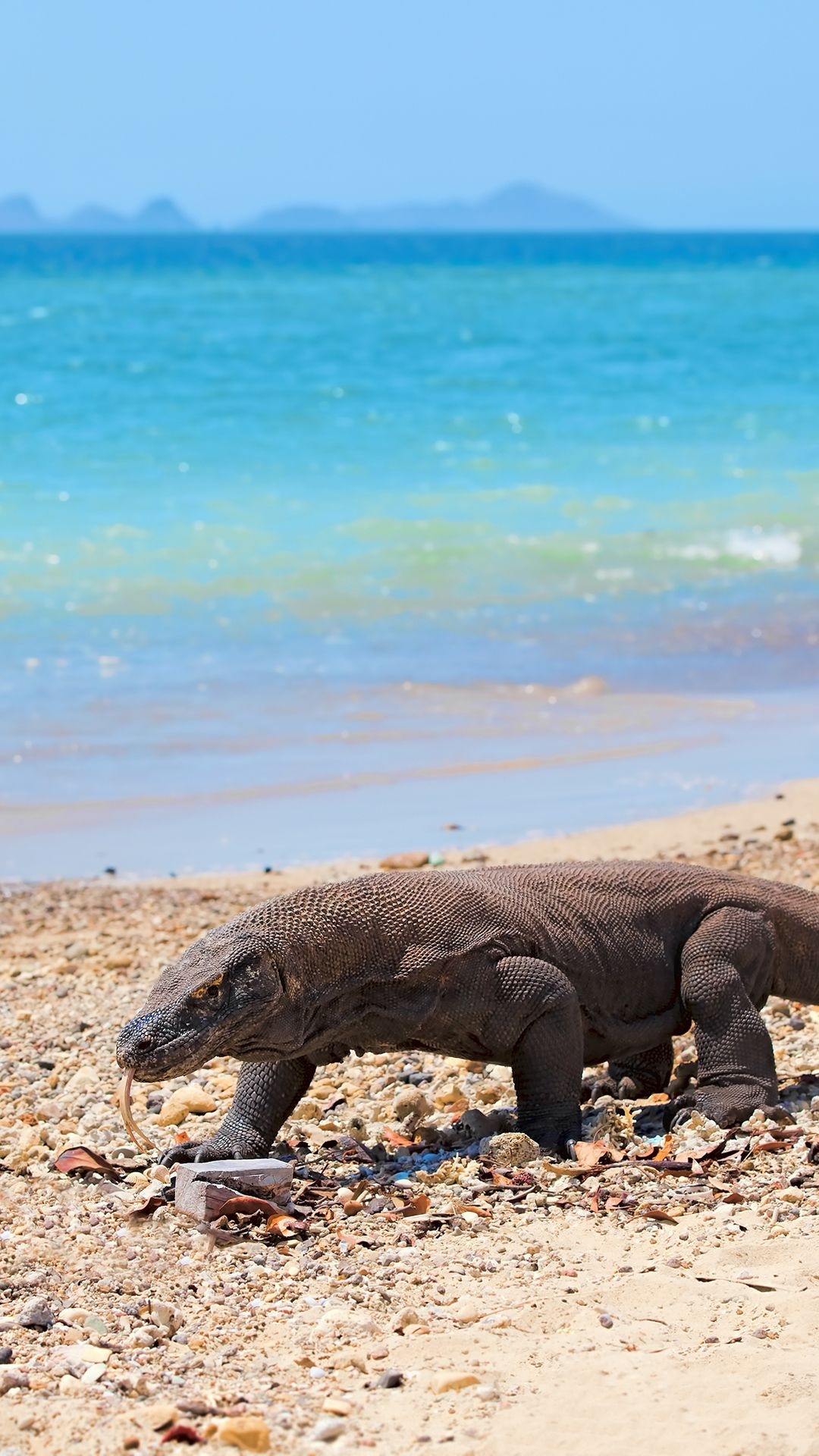 Komodo Island, Fight for Dragon Island, Battle, Conservation, 1080x1920 Full HD Phone