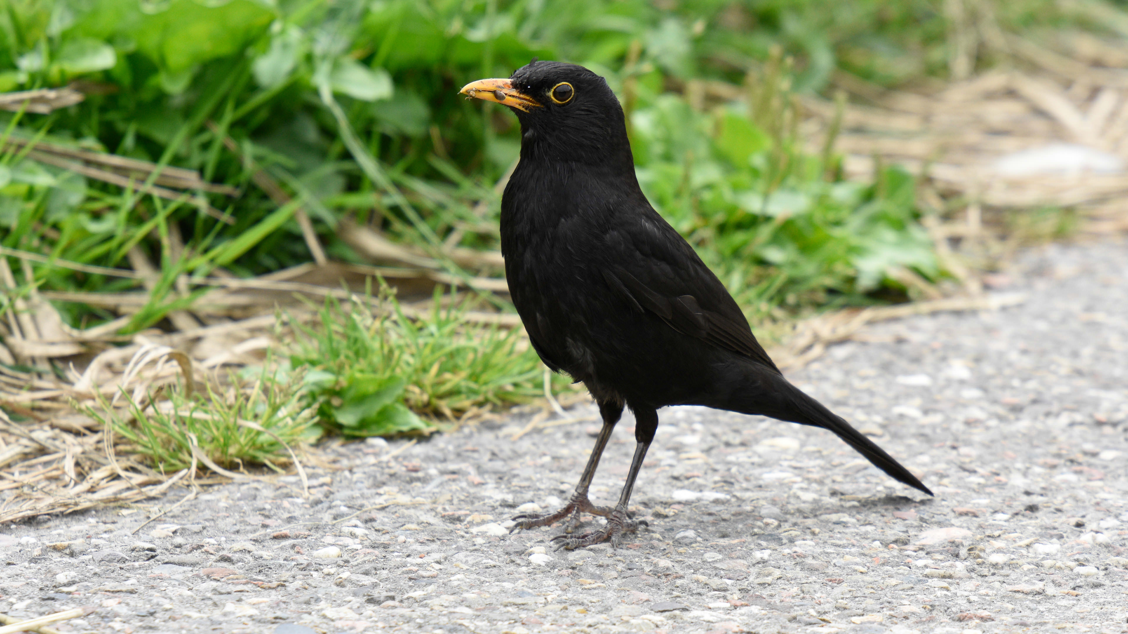 Common Blackbird, Tamron camera lens, Expert review, Photography gear, 3840x2160 4K Desktop