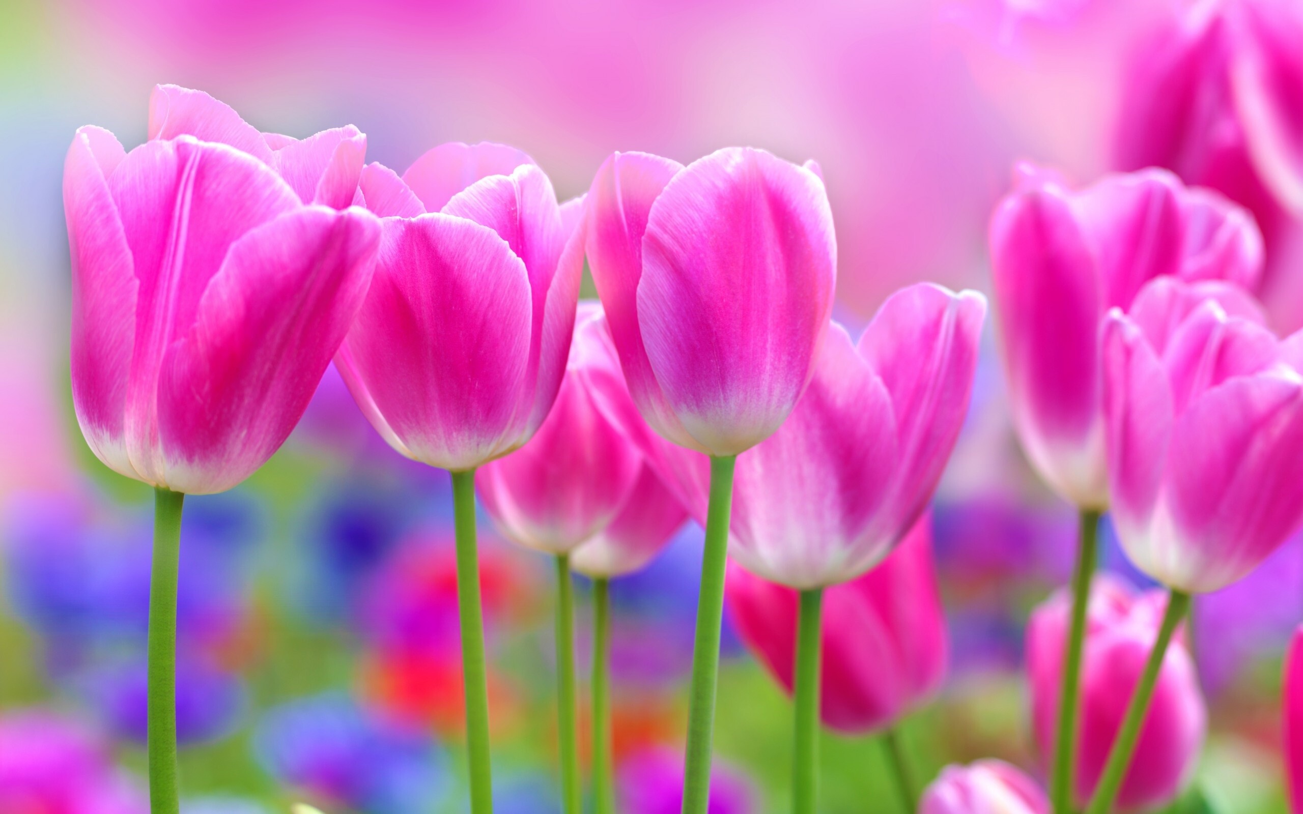 Pink tulip, Delicate and lovely, Impressionist flowers, Artistic beauty, 2560x1600 HD Desktop