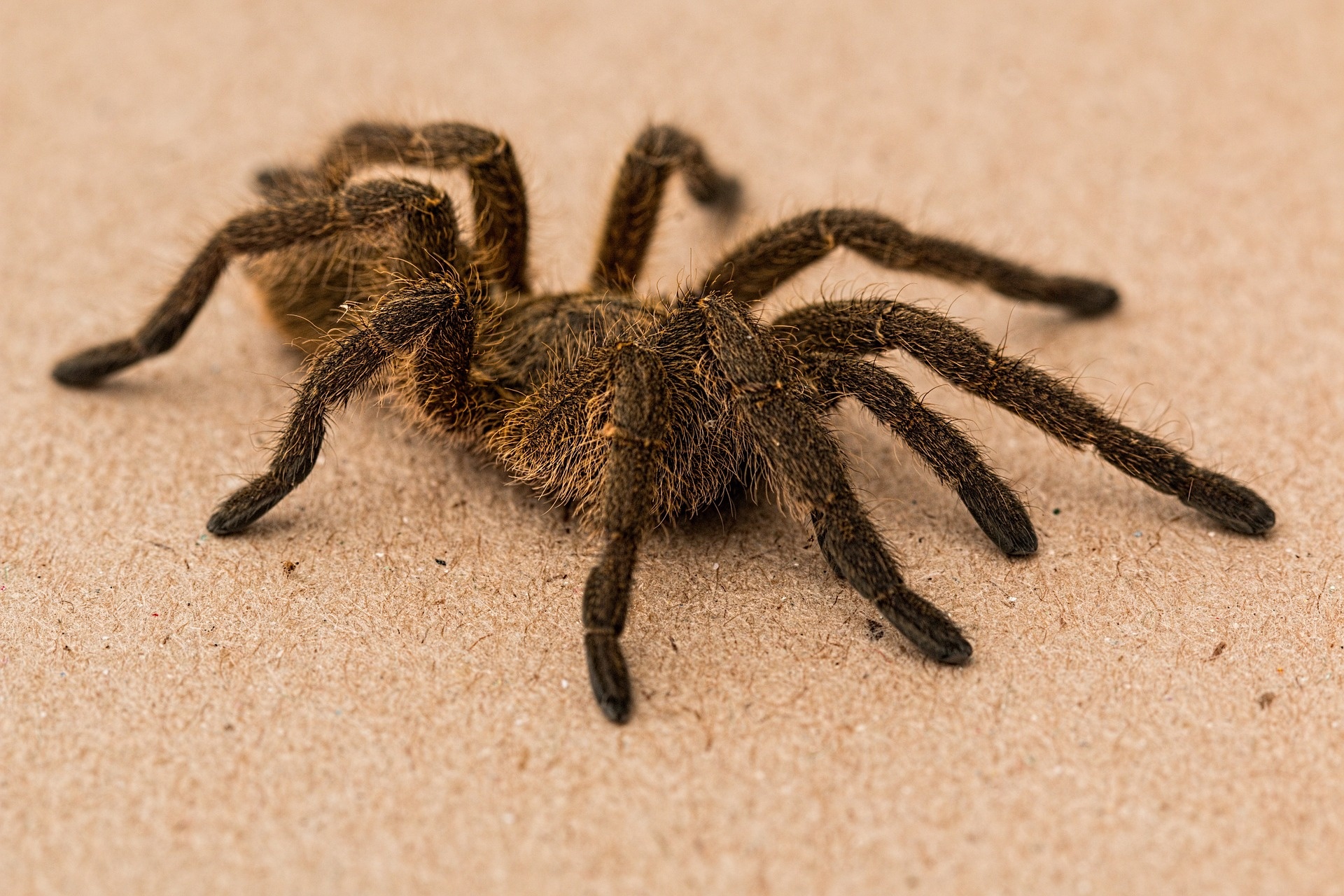 Spider, Spider animal, Reptile fascination, Incredible web-spinning, 1920x1280 HD Desktop