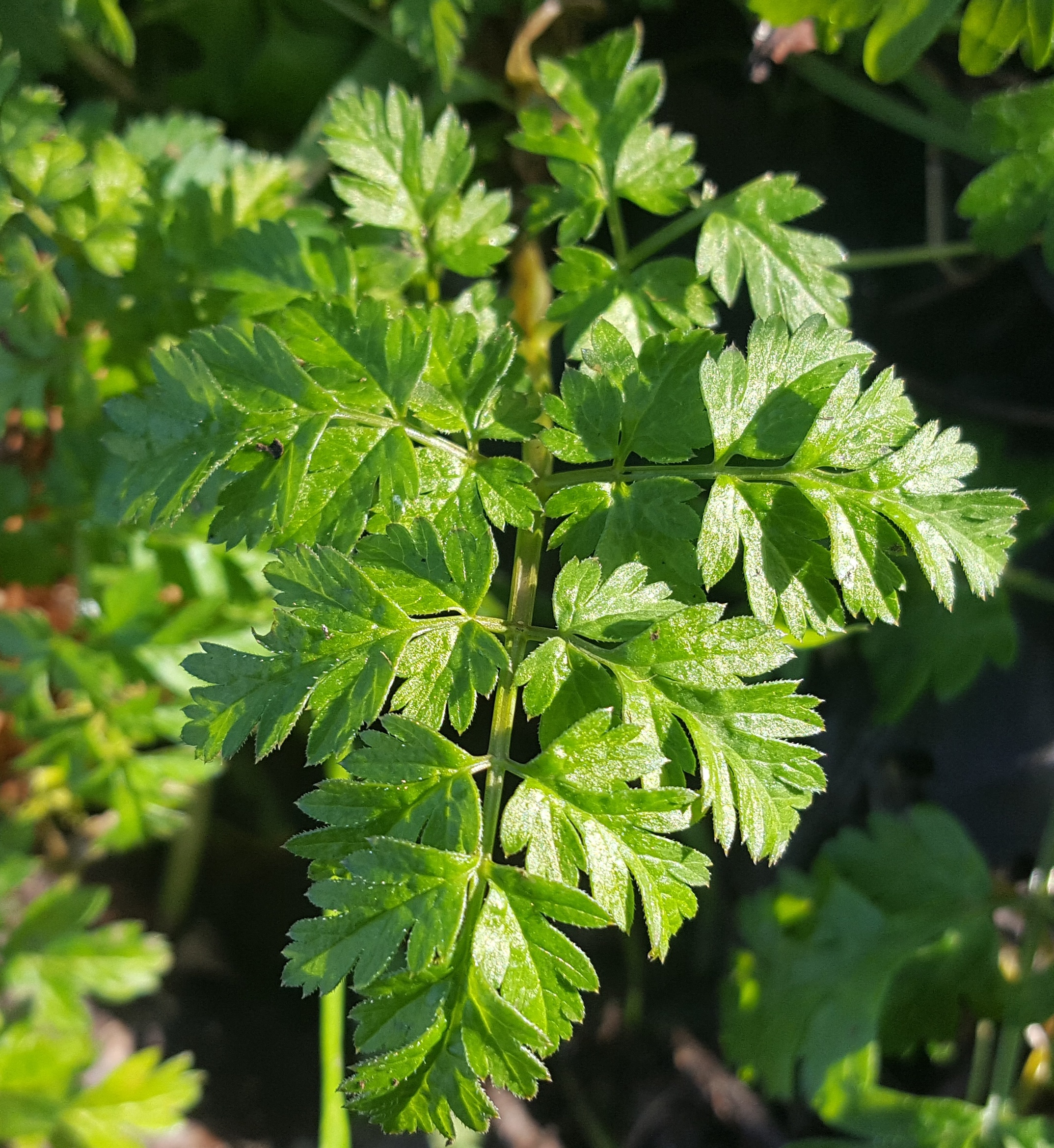 Chervil, Wild foraging, Anthriscus sylvestris, 2150x2340 HD Phone