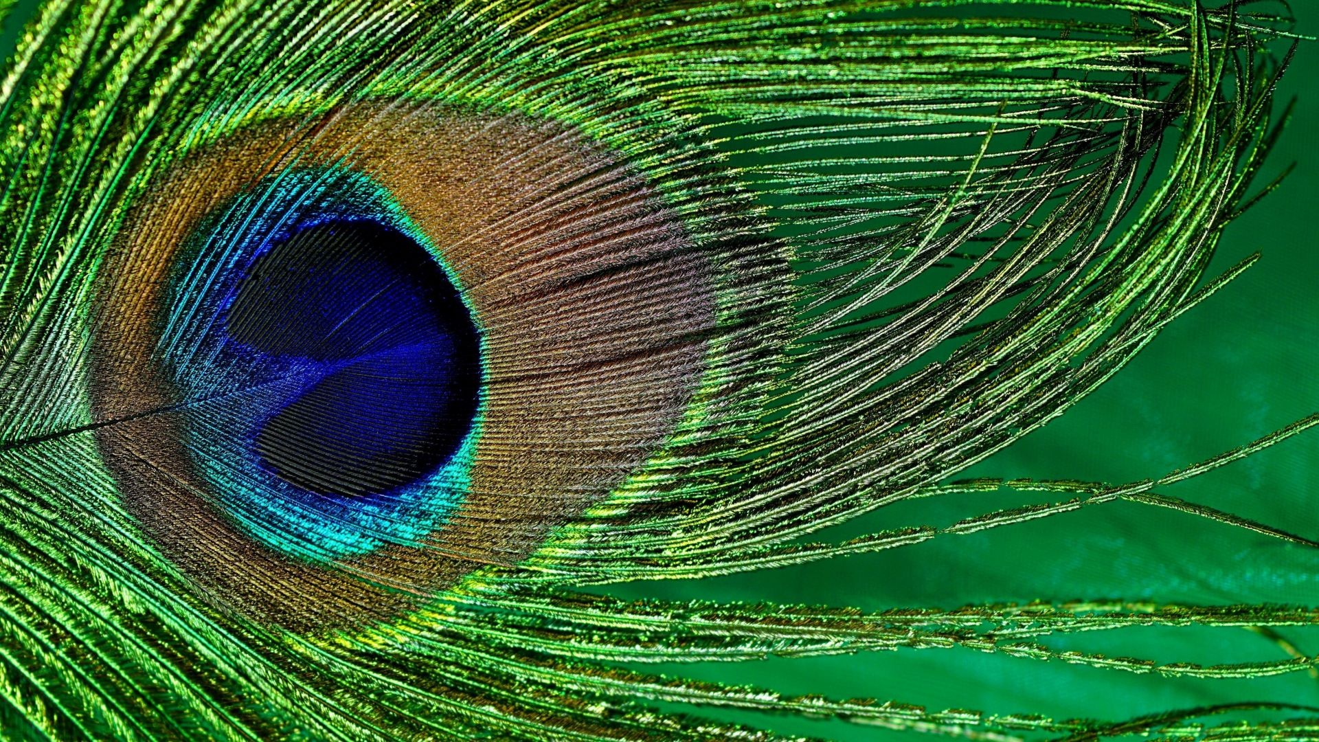 Peacock feather eyespot, Iridescent blue ocellus, Emerald green barbs, Full HD Desktop wallpaper