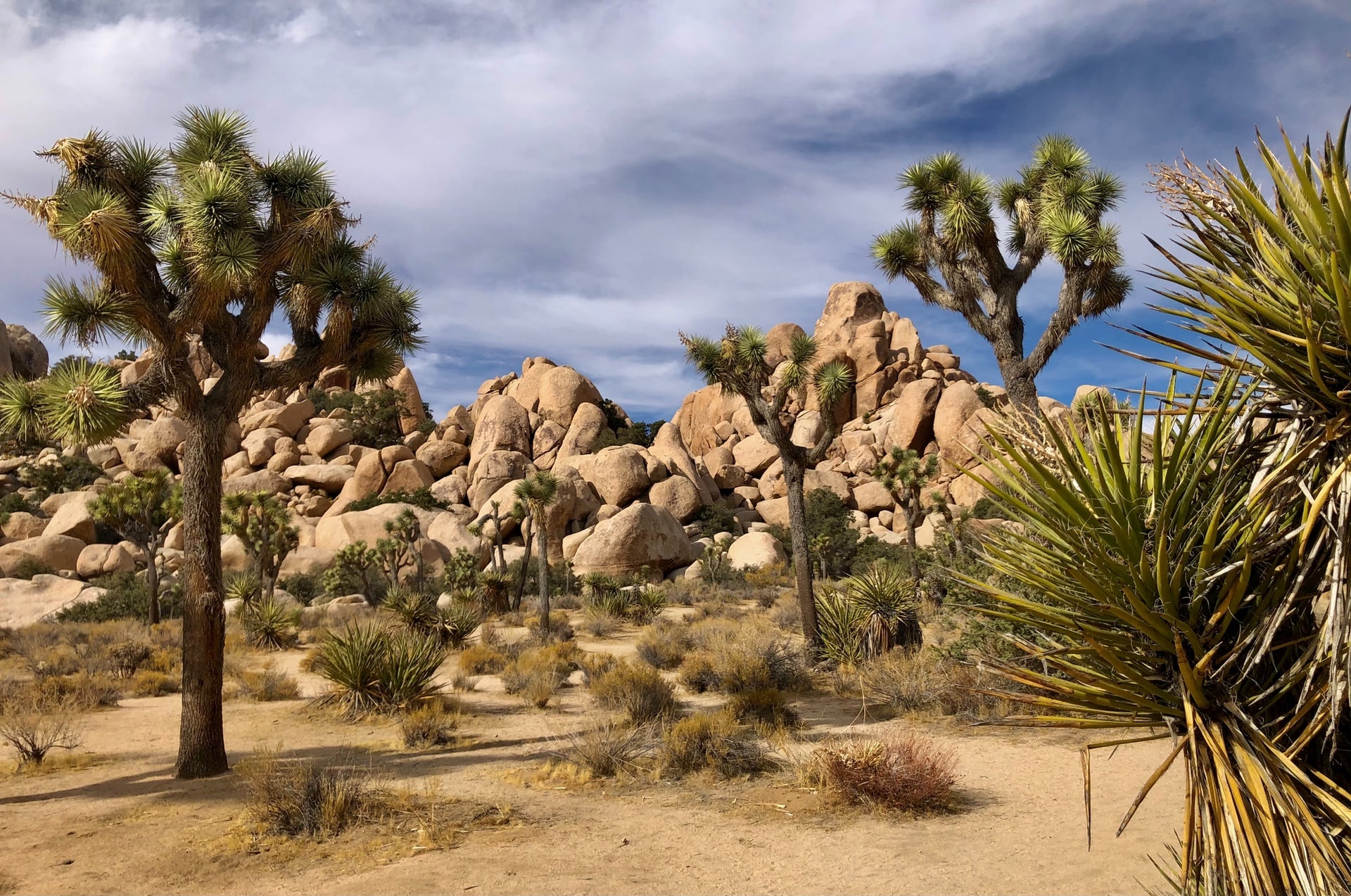 Joshua Tree, National park, Parks and trips, Nature exploration, 1920x1280 HD Desktop