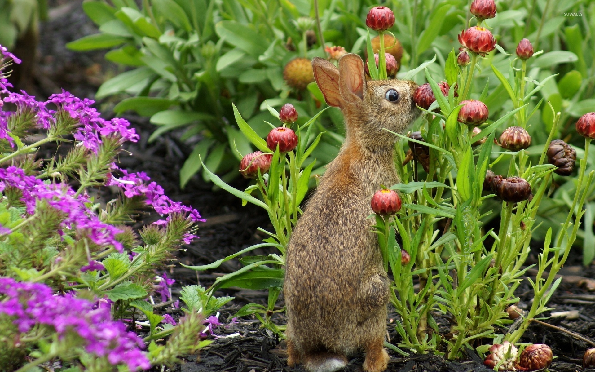 Sniffing flower, Hares Wallpaper, 1920x1200 HD Desktop