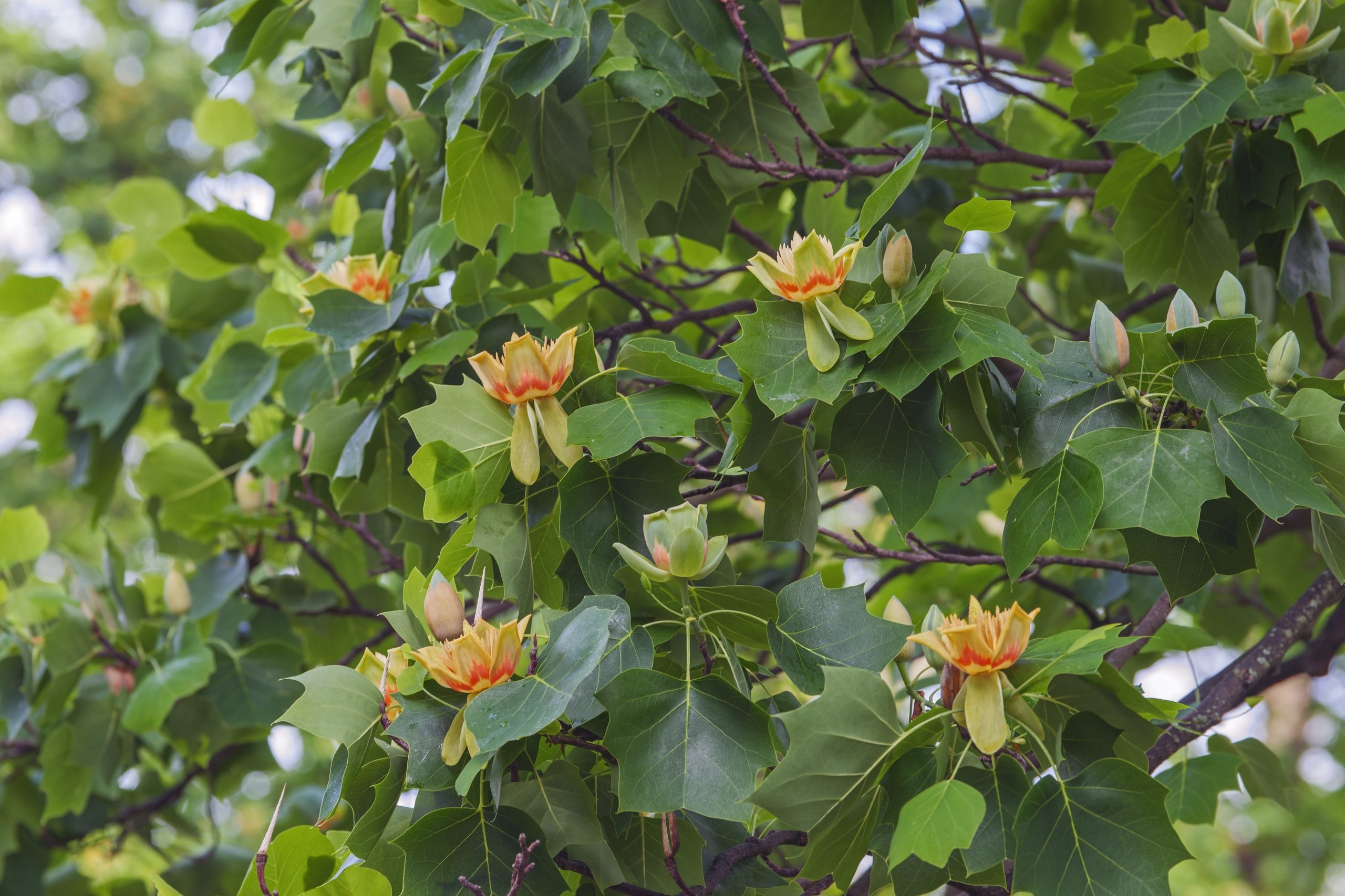 Tulip Poplar, Chestnut Hill Nursery, 2560x1710 HD Desktop