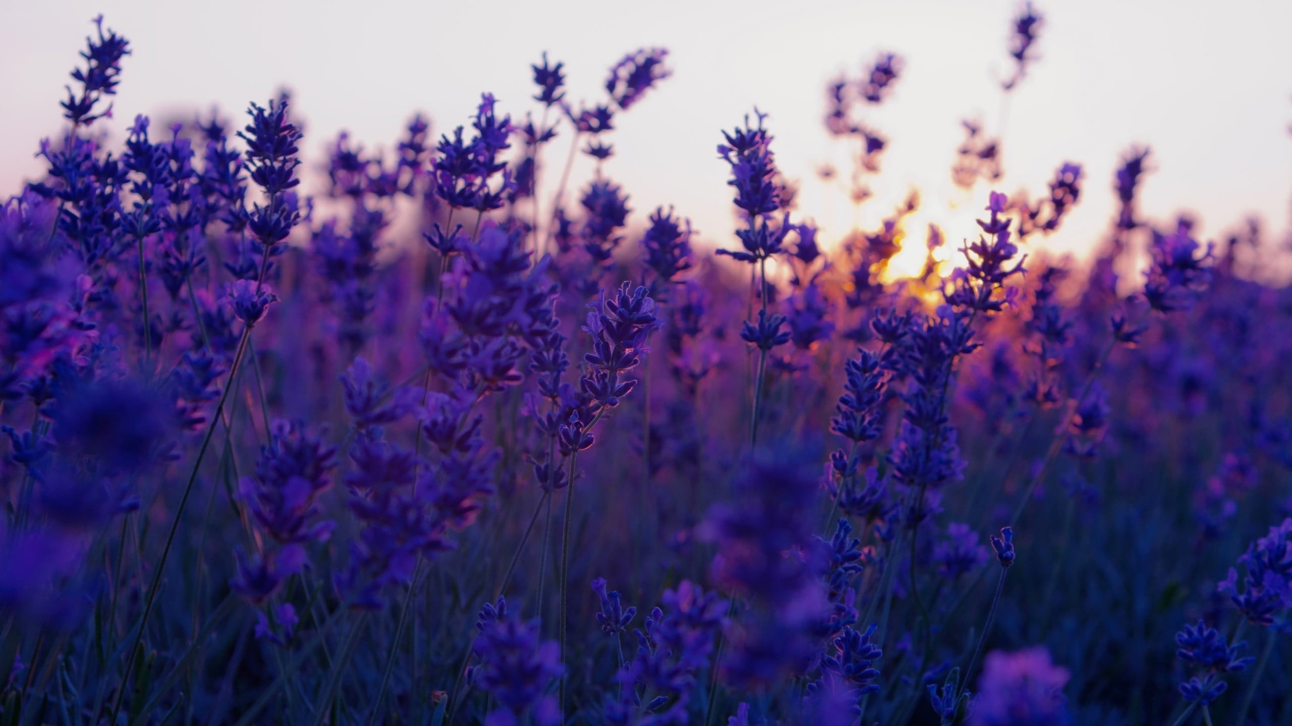 Lavender leaves, Purple sunset, Serene scenery, Natural beauty, 2560x1440 HD Desktop