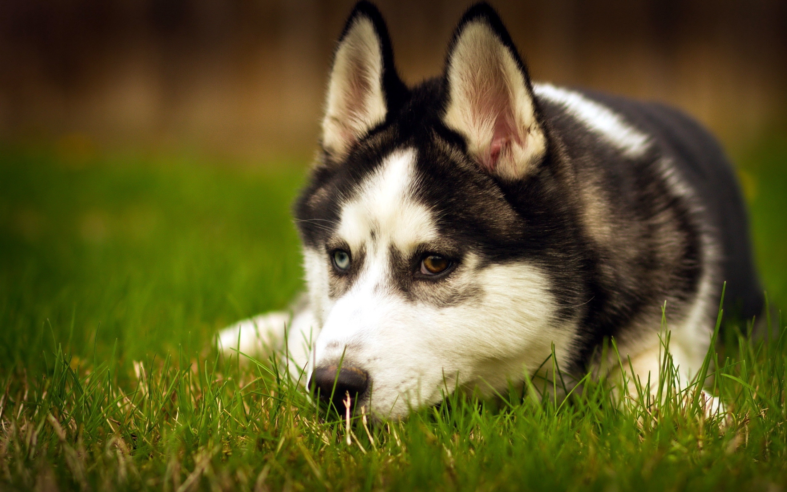 Heterochromia, Husky Wallpaper, 2560x1600 HD Desktop