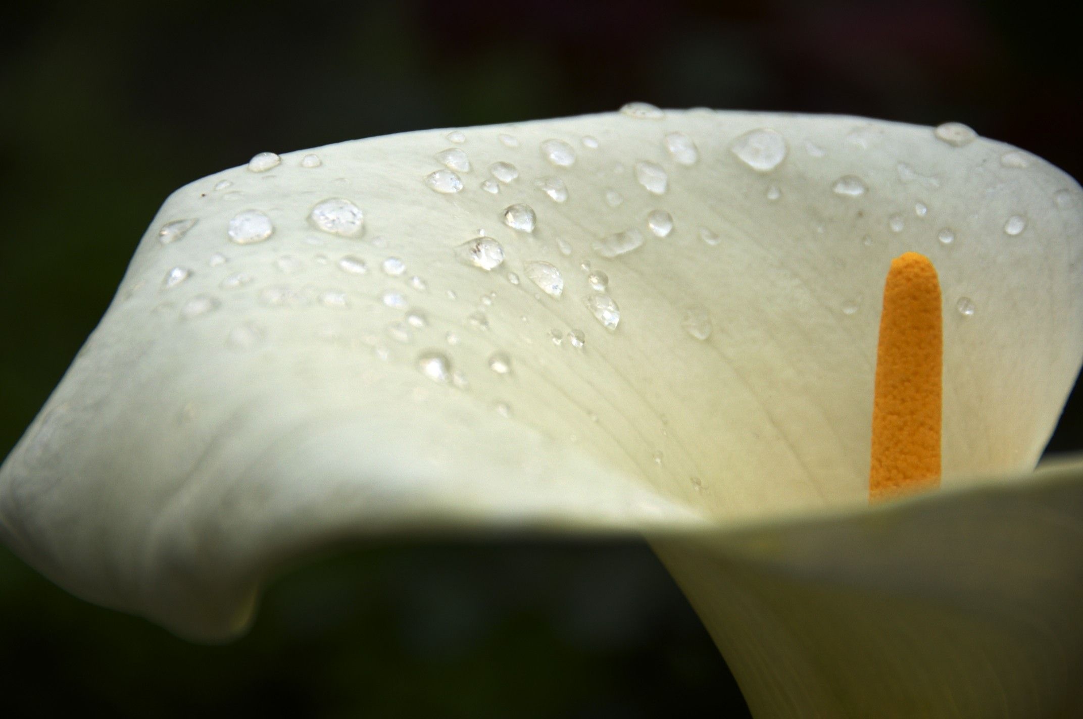 Calla Lily, Graceful flower, Charming daisy wallpaper, Gerbera daisy, 2150x1430 HD Desktop