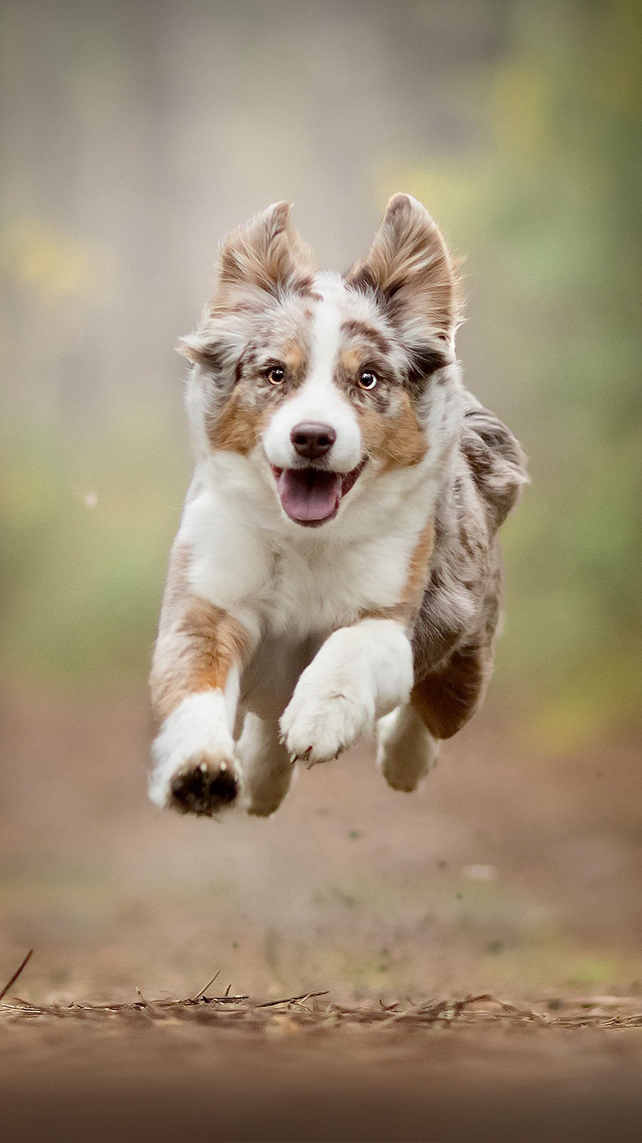 Australian Shepherd puppy, Top free backgrounds, Dog sports, Animals, 2160x3840 4K Phone