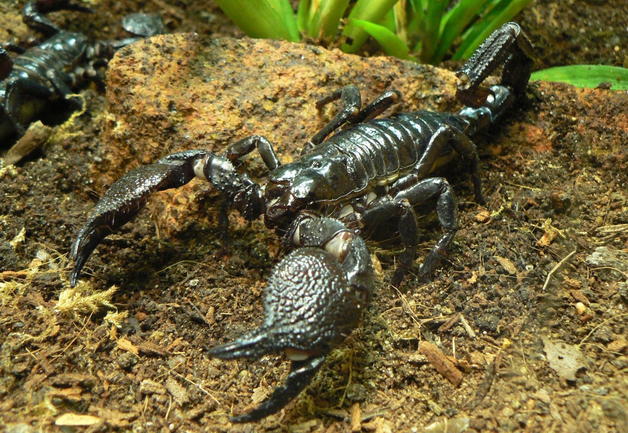 Animal scorpion wallpapers, 4K resolution, HD backgrounds, Exquisite detail, 2050x1420 HD Desktop