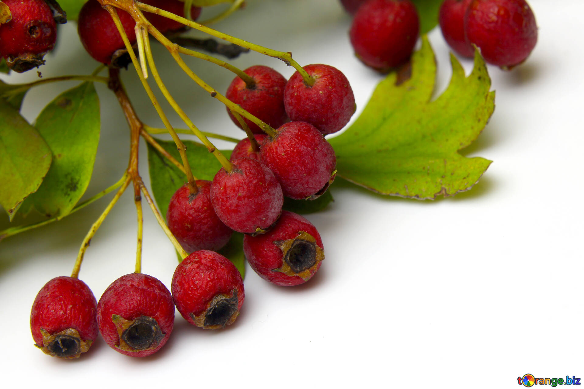 Sauces and condiments, Barberry berries, Isolated, Health, 1920x1280 HD Desktop