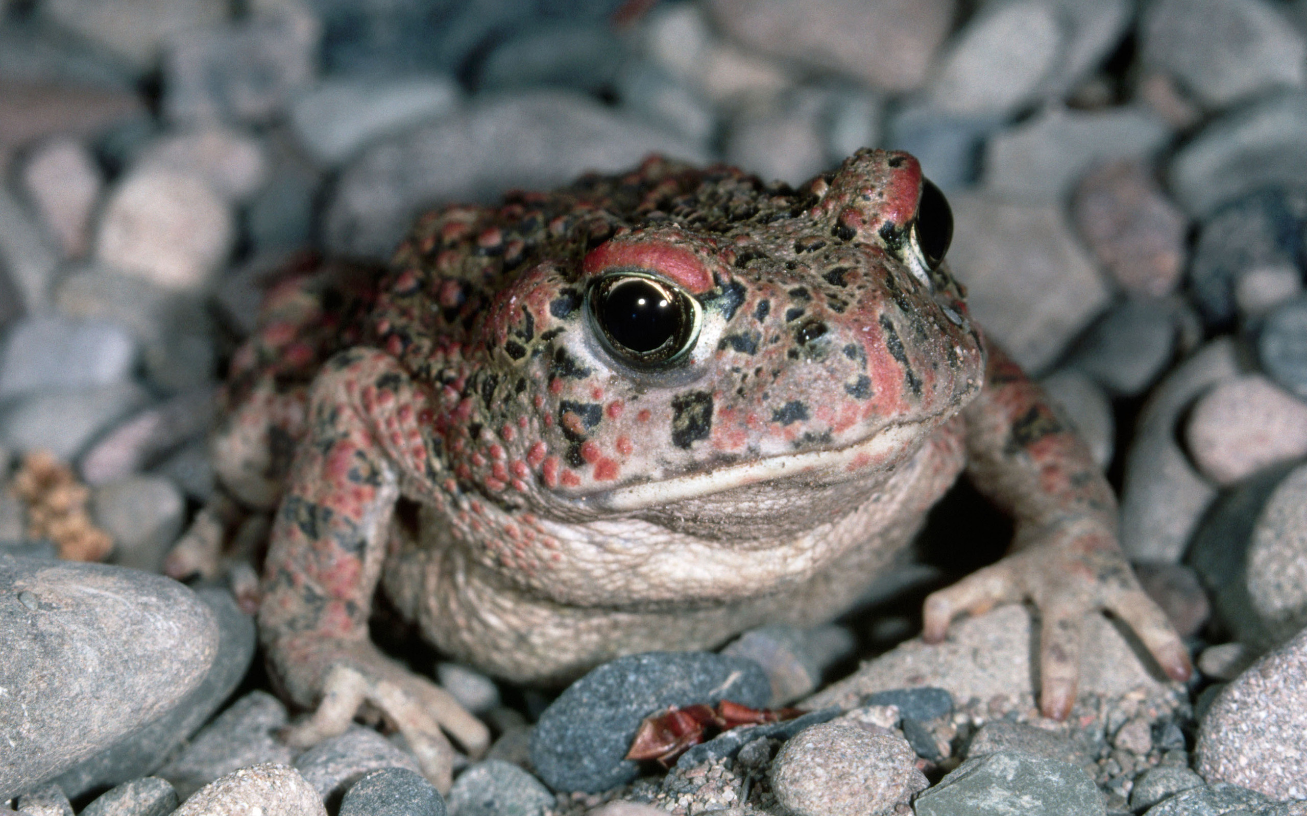 Toad wallpapers, Eclectic collection, Toad species, Nature's wonders, 2560x1600 HD Desktop