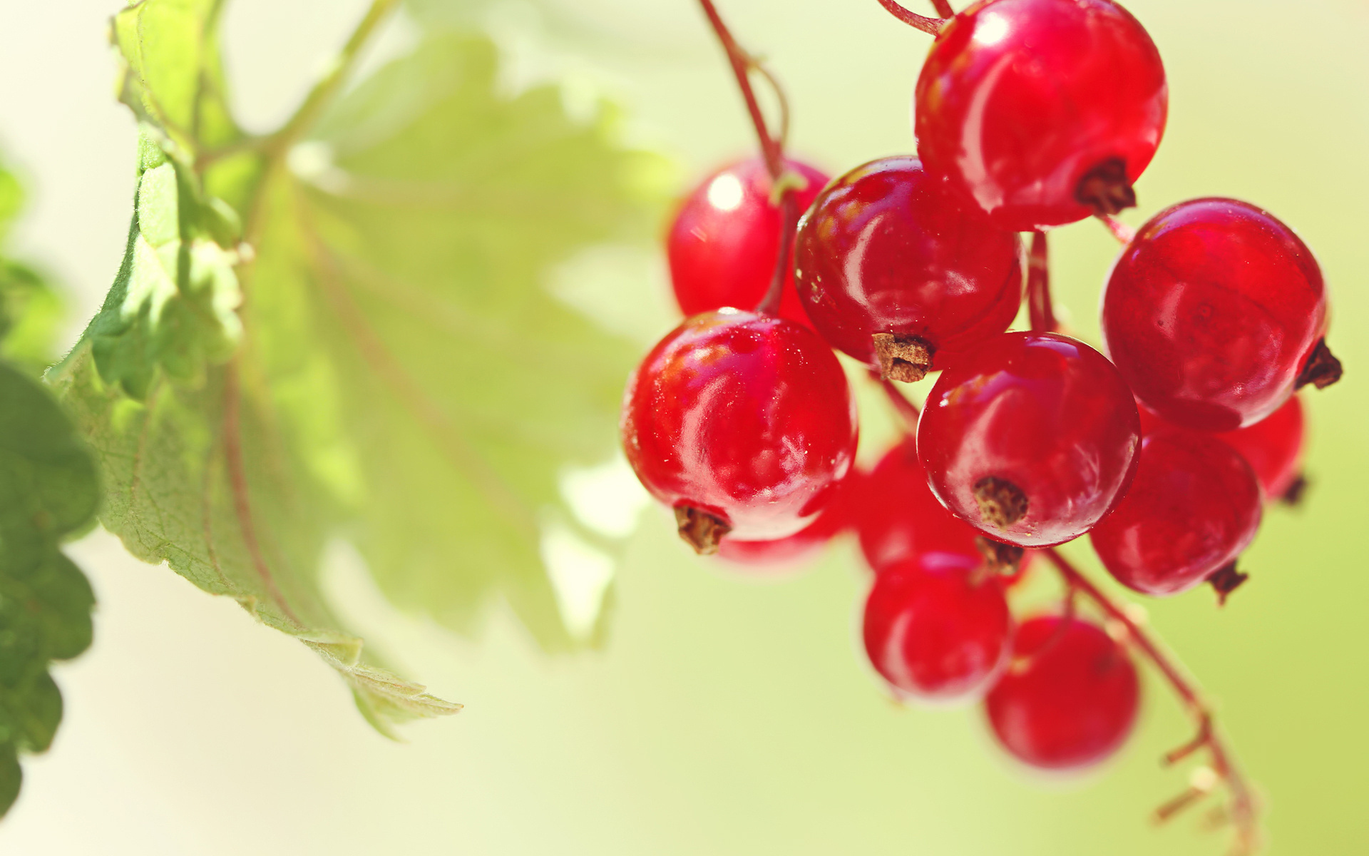 Currants, HD wallpaper, Background image, 1920x1200 HD Desktop