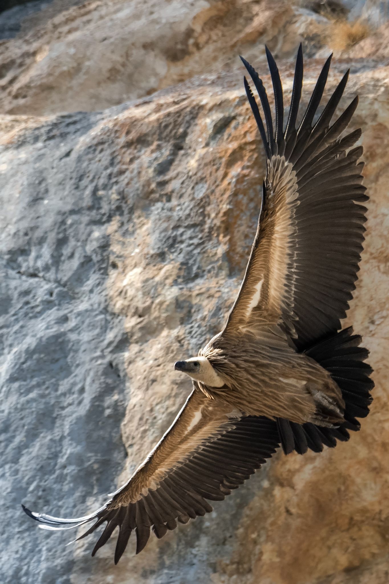 Pin on V for, Vulture bird, Striking image, 1370x2050 HD Phone