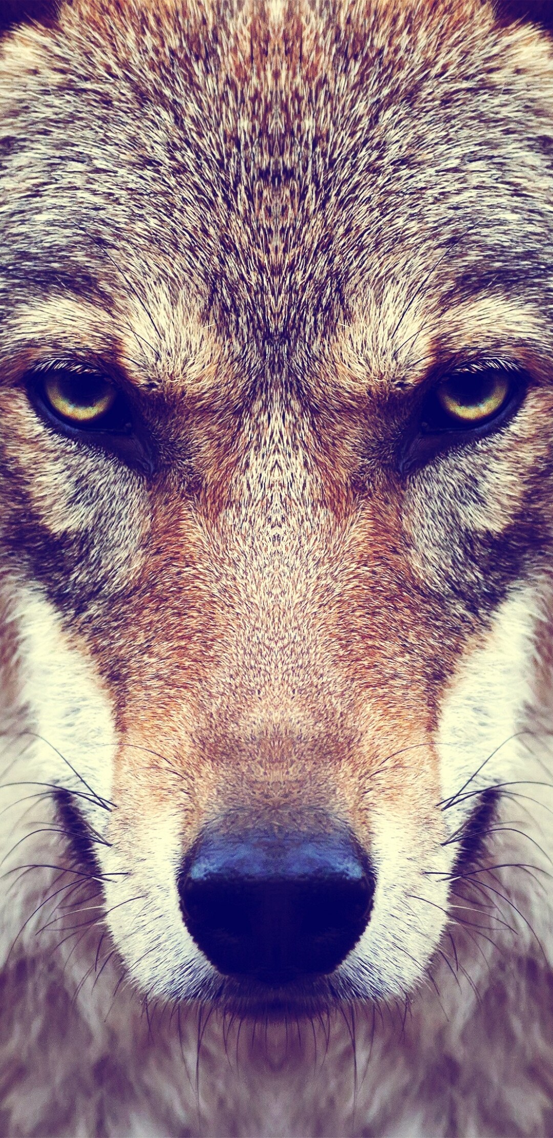 Animal wolf, Alpha leader, Pack dynamics, Primal instincts, 1080x2220 HD Phone