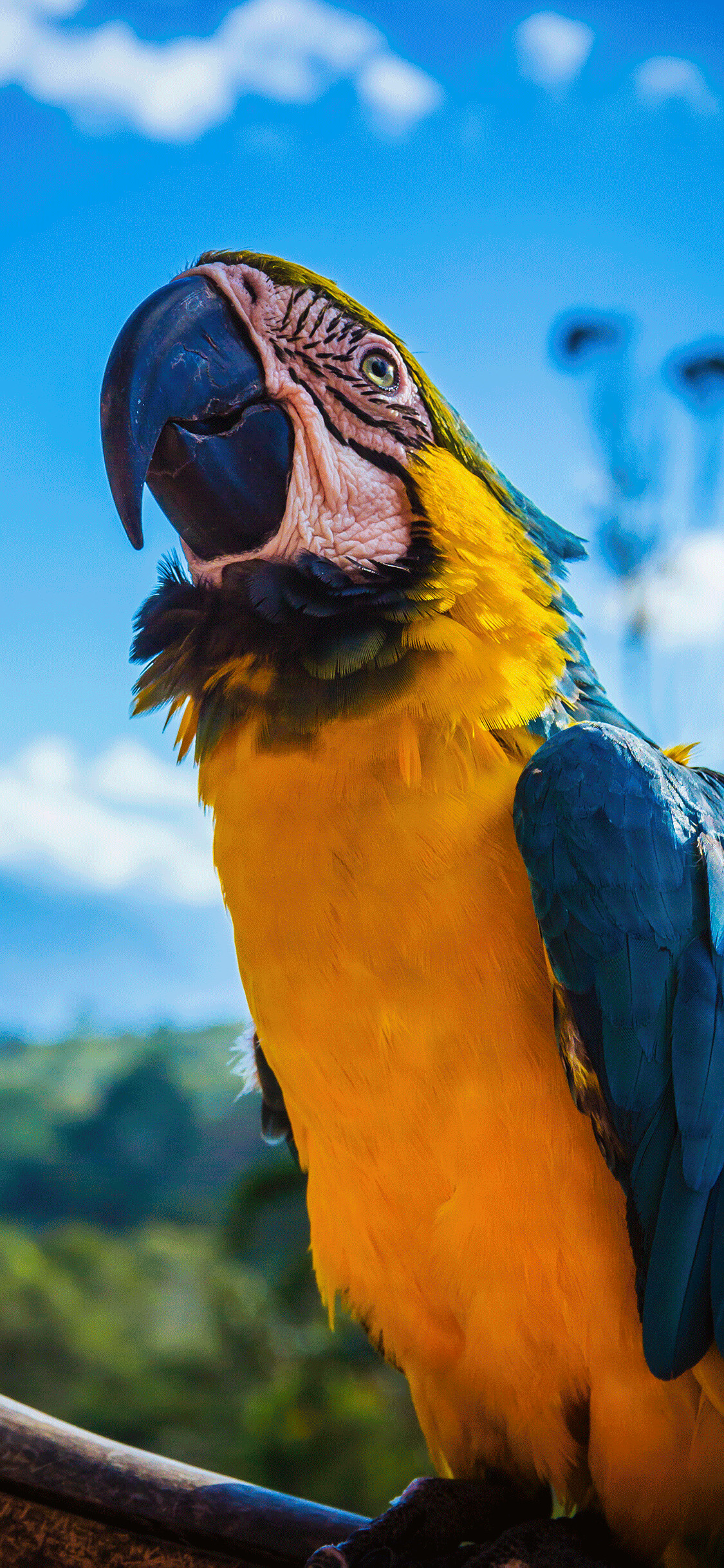 iPhone parrot wallpaper, High-quality phone background, Compatible models, Free download, 1130x2440 HD Phone