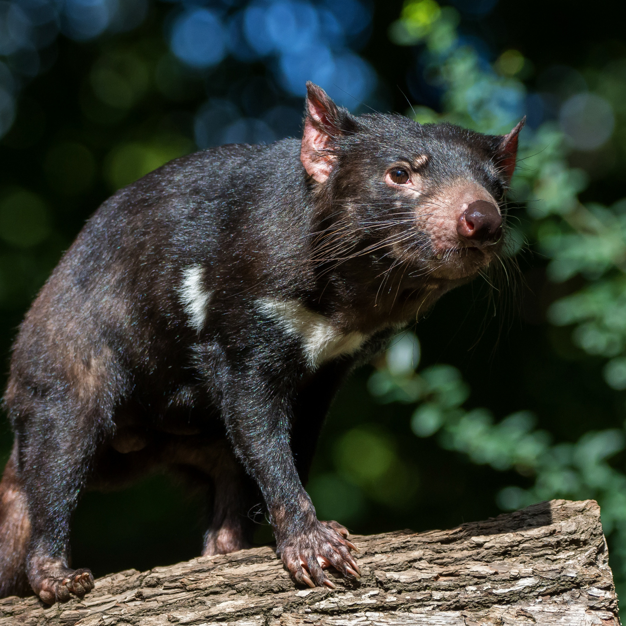 Tasmanian Devil, Greens summer look, Dark background foliage, Beast log, 2050x2050 HD Phone