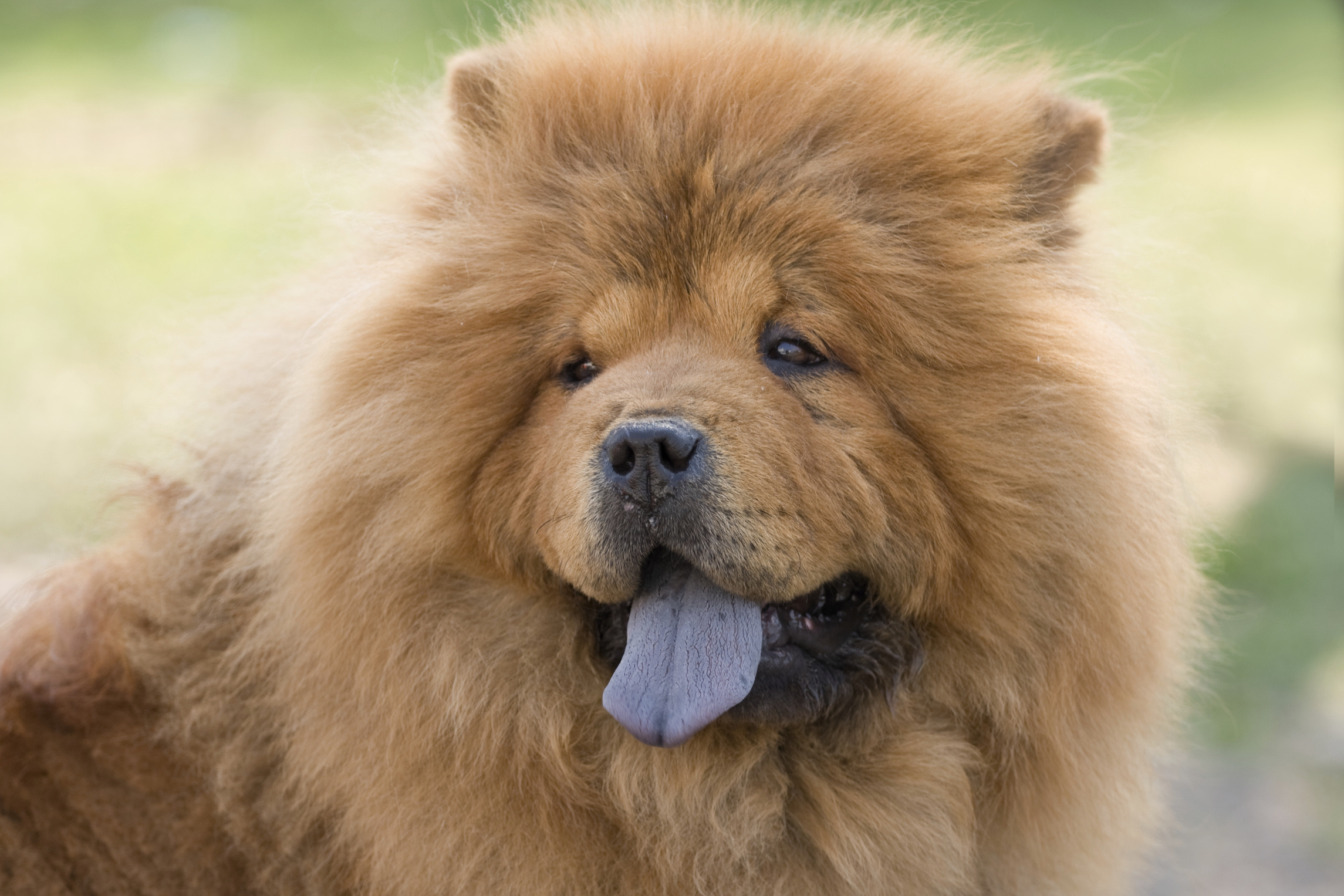 Chow Chow, Diet, Cuteness, Dog, 2290x1530 HD Desktop