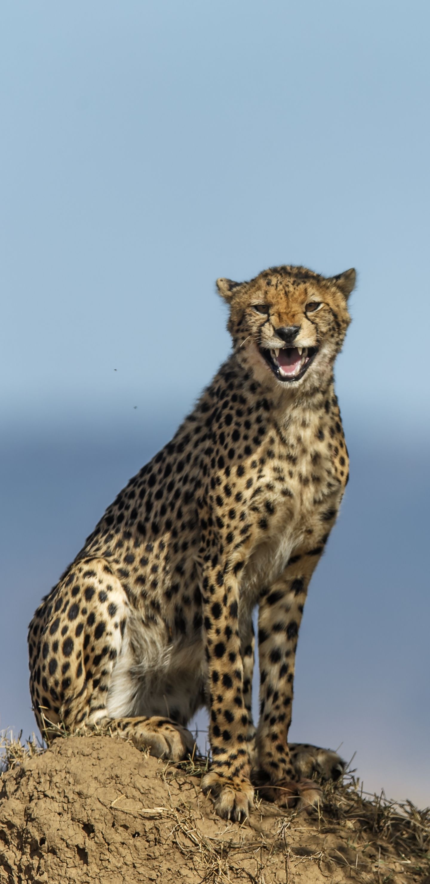 Northwest African, Cheetah Wallpaper, 1440x2960 HD Phone