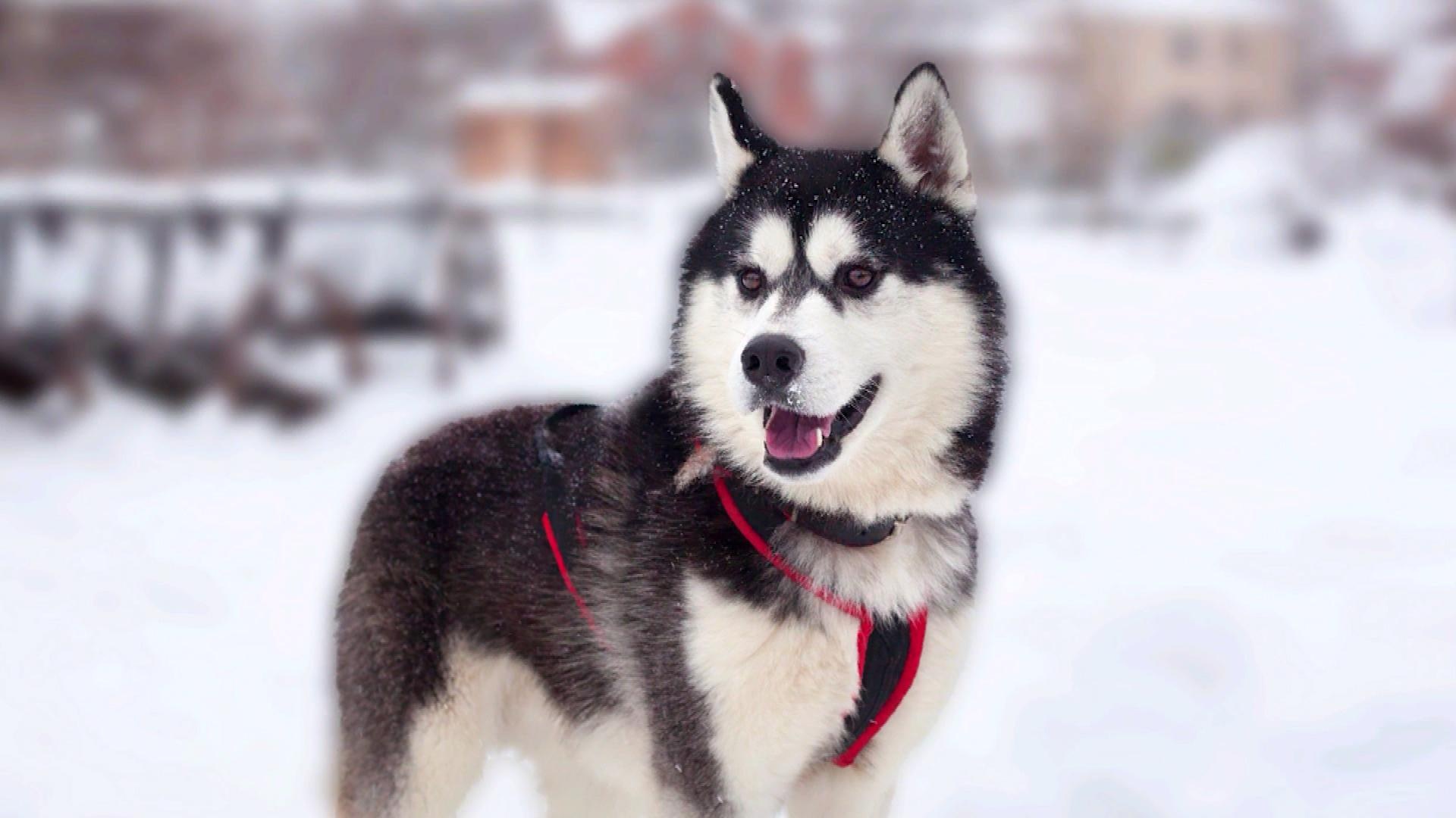 Alaskan Malamute characteristics, Unique breed, Fascinating facts, Remarkable dog, 1920x1080 Full HD Desktop
