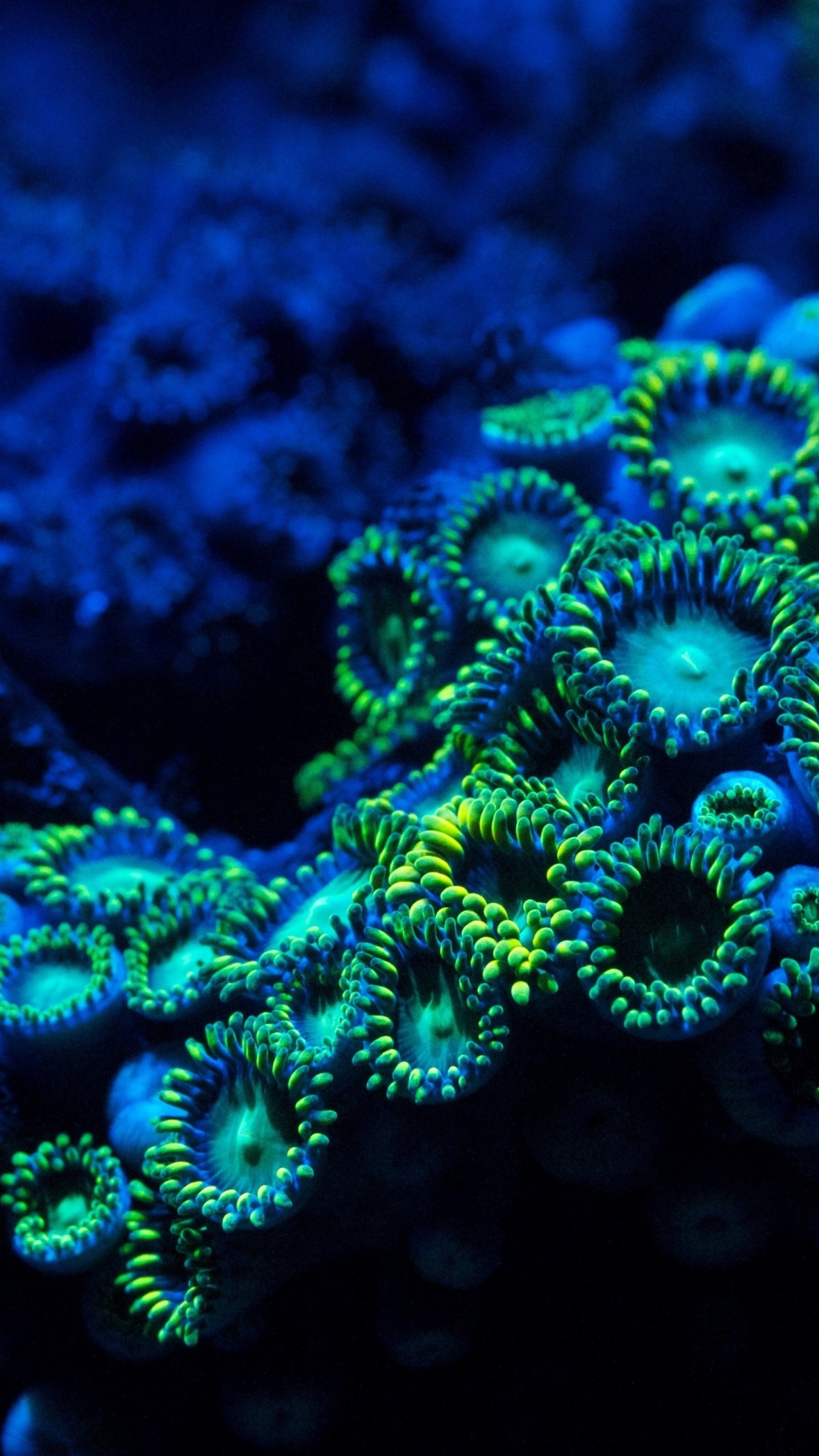 Underwater coral wallpaper, Zoanthids spectacle, Submerged beauty, 5358, 1440x2560 HD Phone