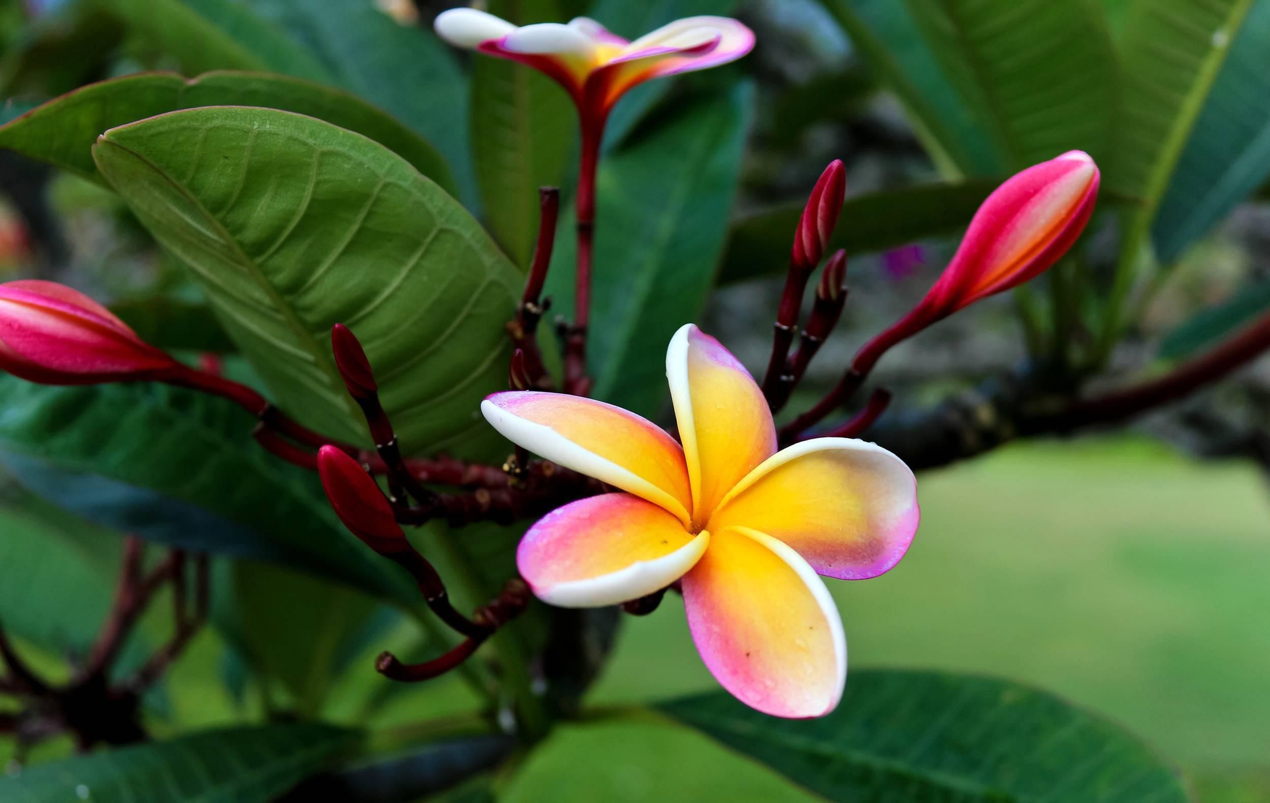 Frangipani, Hawaiian Flower Wallpaper, 2500x1590 HD Desktop