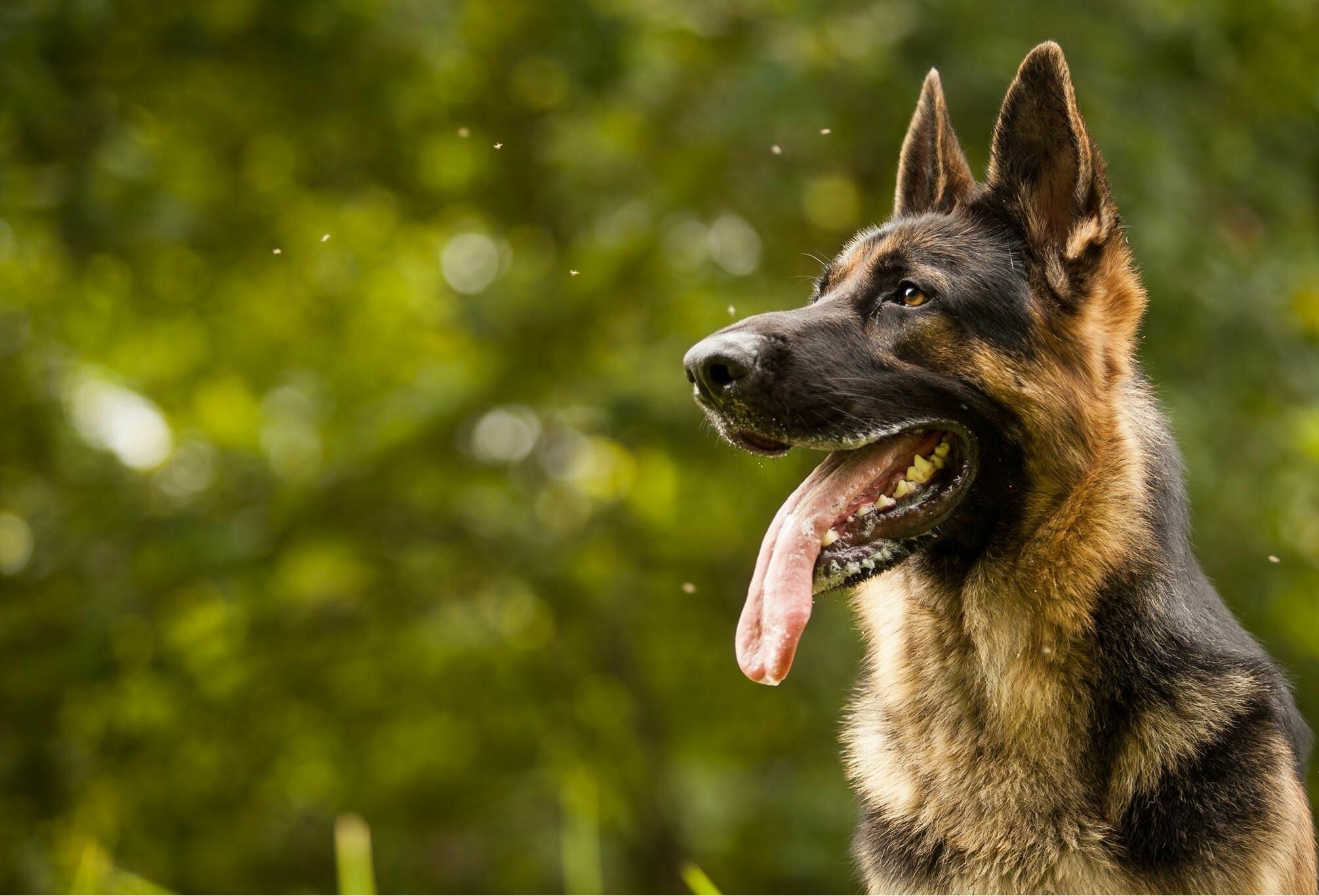 German Shepherd, Unique wallpapers, High-quality images, 2020x1370 HD Desktop