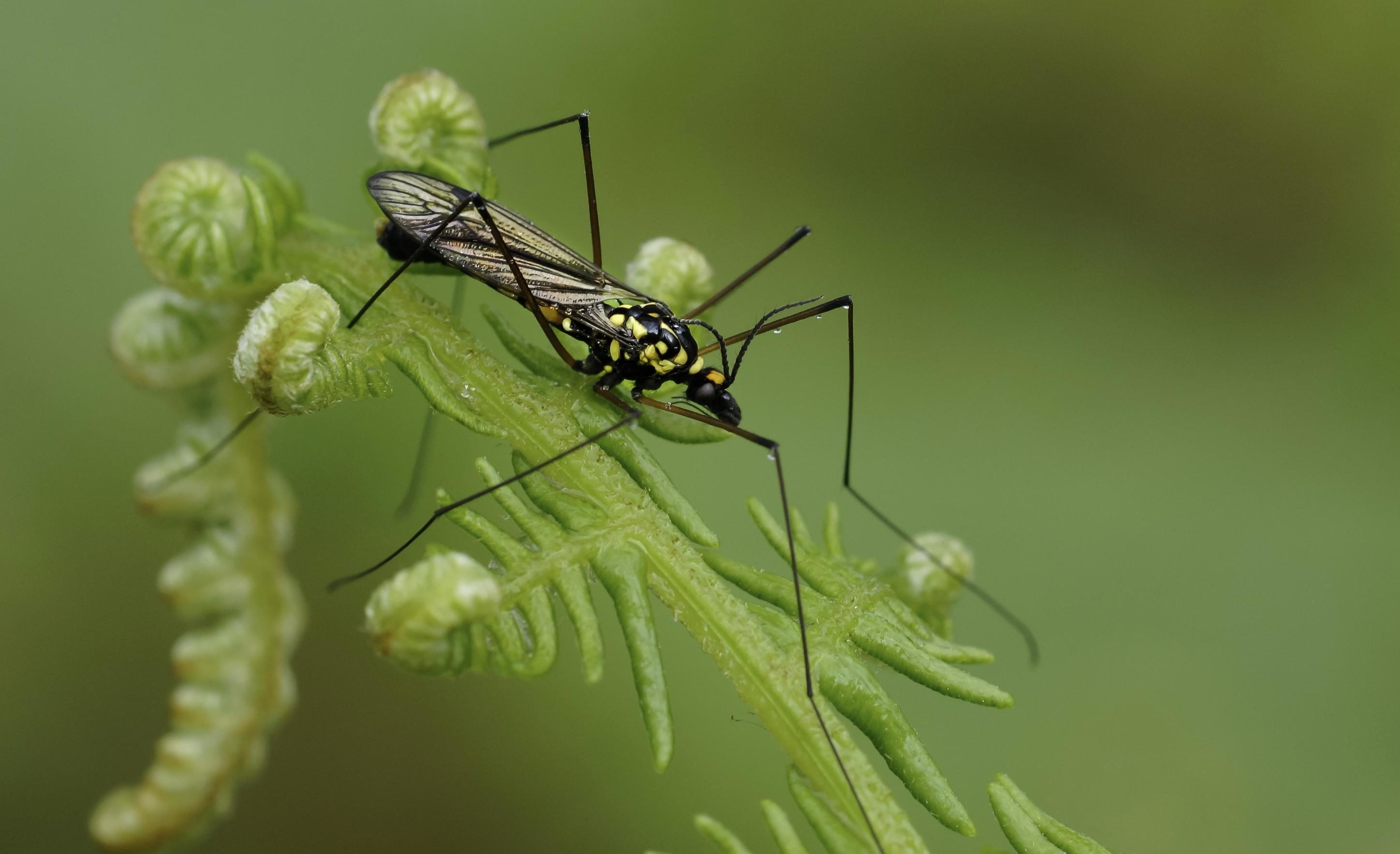 Picture insect nature, Arthropod wildlife, Leaf animal, Biology studies, 2900x1770 HD Desktop