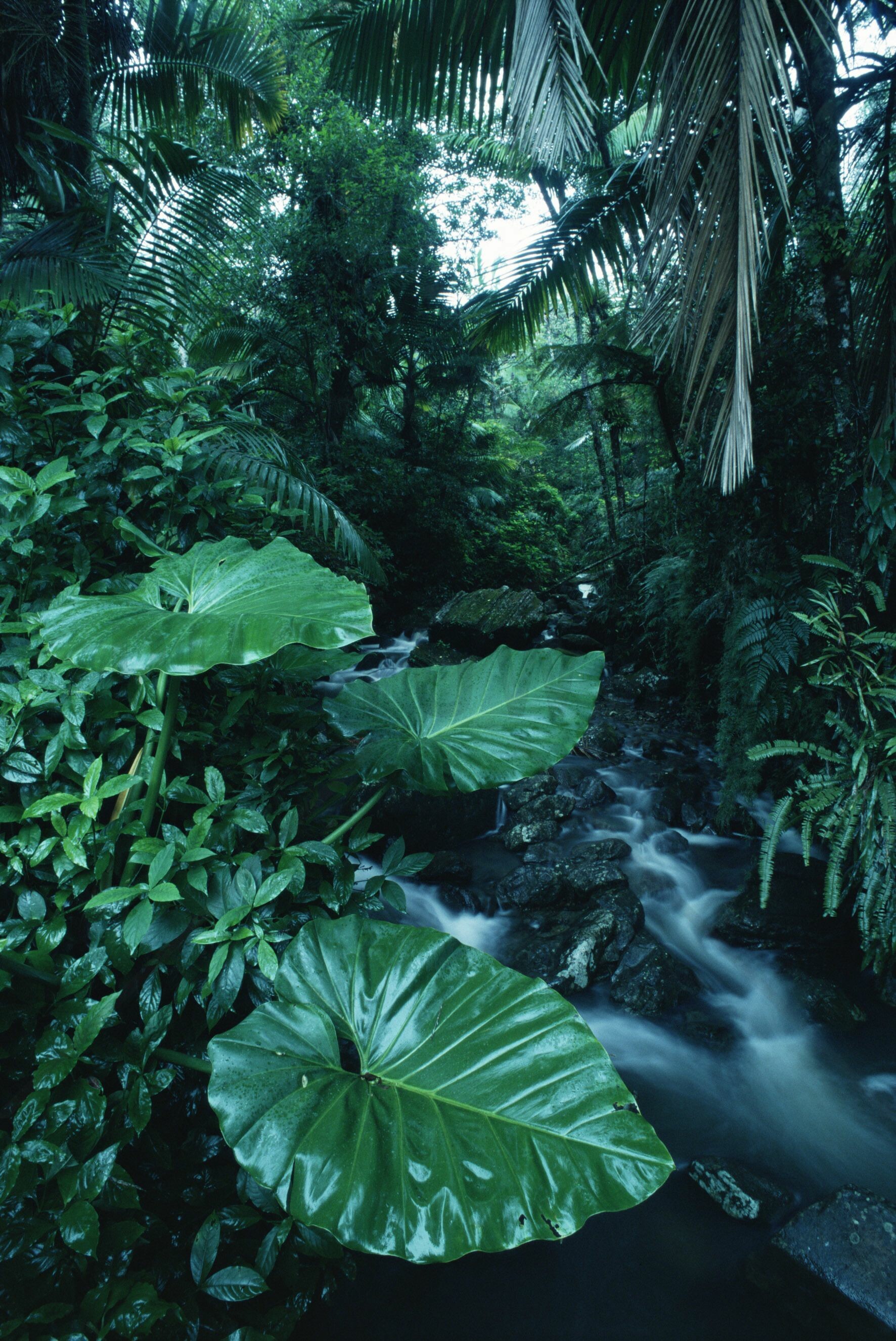 Affordable rainforest murals, Scenic wonders, Nature's backdrop, Tranquil ambiance, 1780x2660 HD Phone