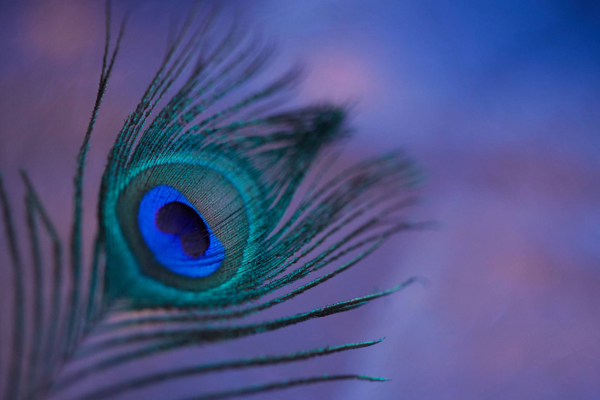 Peacock feather eyespot, Iridescent blue ocellus, Soft purple bokeh, HD Desktop wallpaper