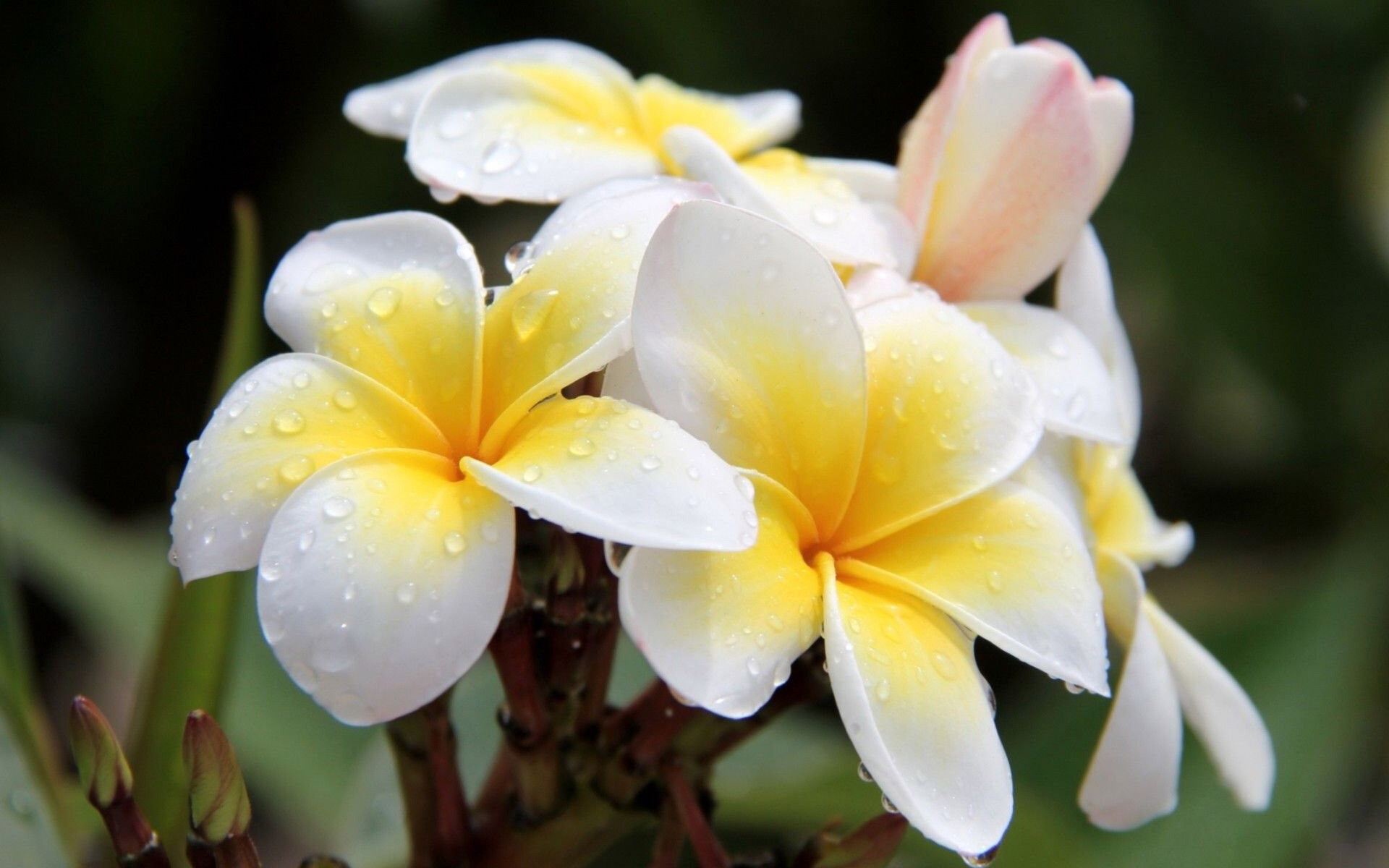 Plumeria flowers, Vibrant pink wallpaper, HD quality, Free downloads, 1920x1200 HD Desktop