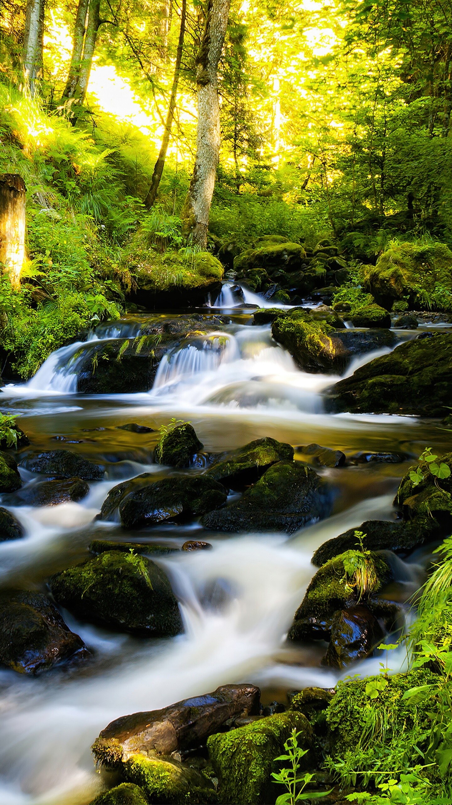 Majestic waterfall, Enchanting forest, Tranquil scenery, Long exposure, 1440x2560 HD Phone