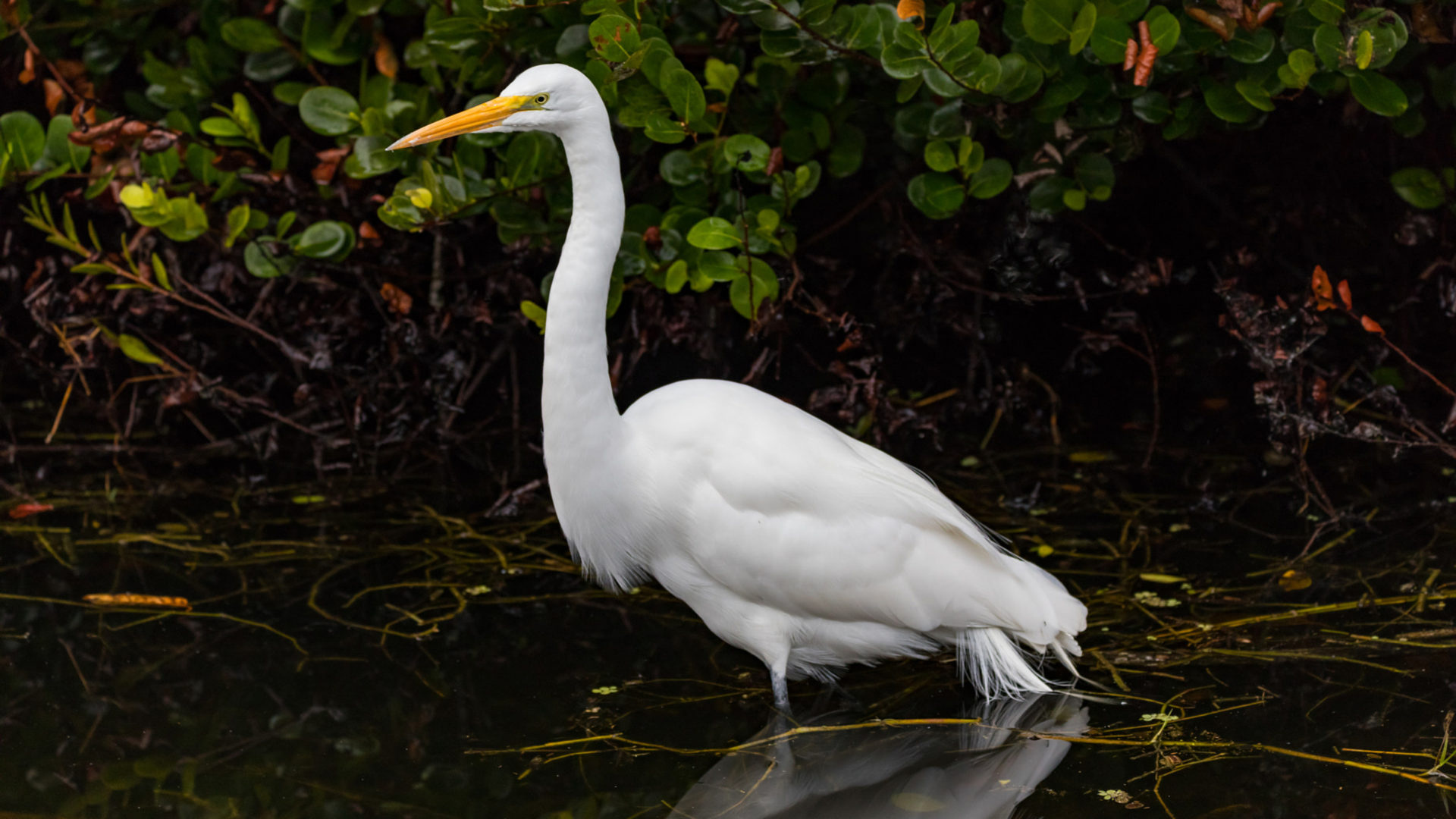 Everglades, Bird species, Florida, United States, 1920x1080 Full HD Desktop