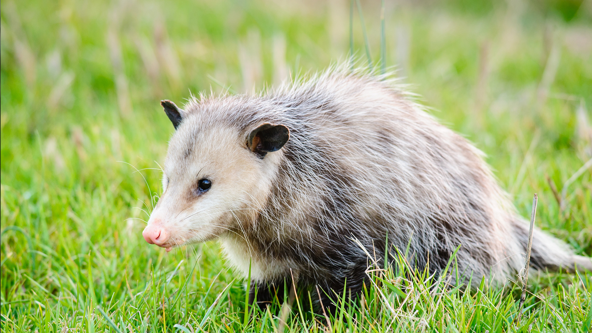 Virginia opossum, Elmwood park zoo, Car fun stuff, Whole nest, 1920x1080 Full HD Desktop