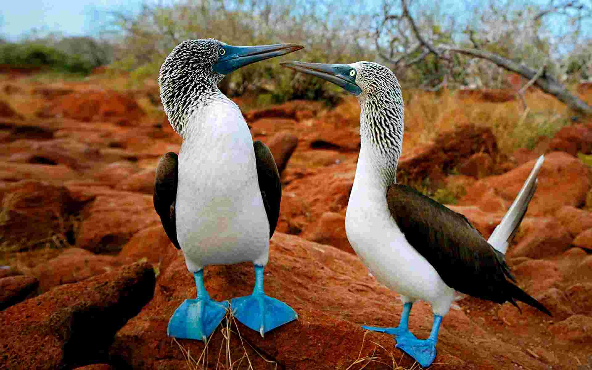 Blue footed booby wallpaper, Birds, Nature wallpaper, 1920x1200 HD Desktop