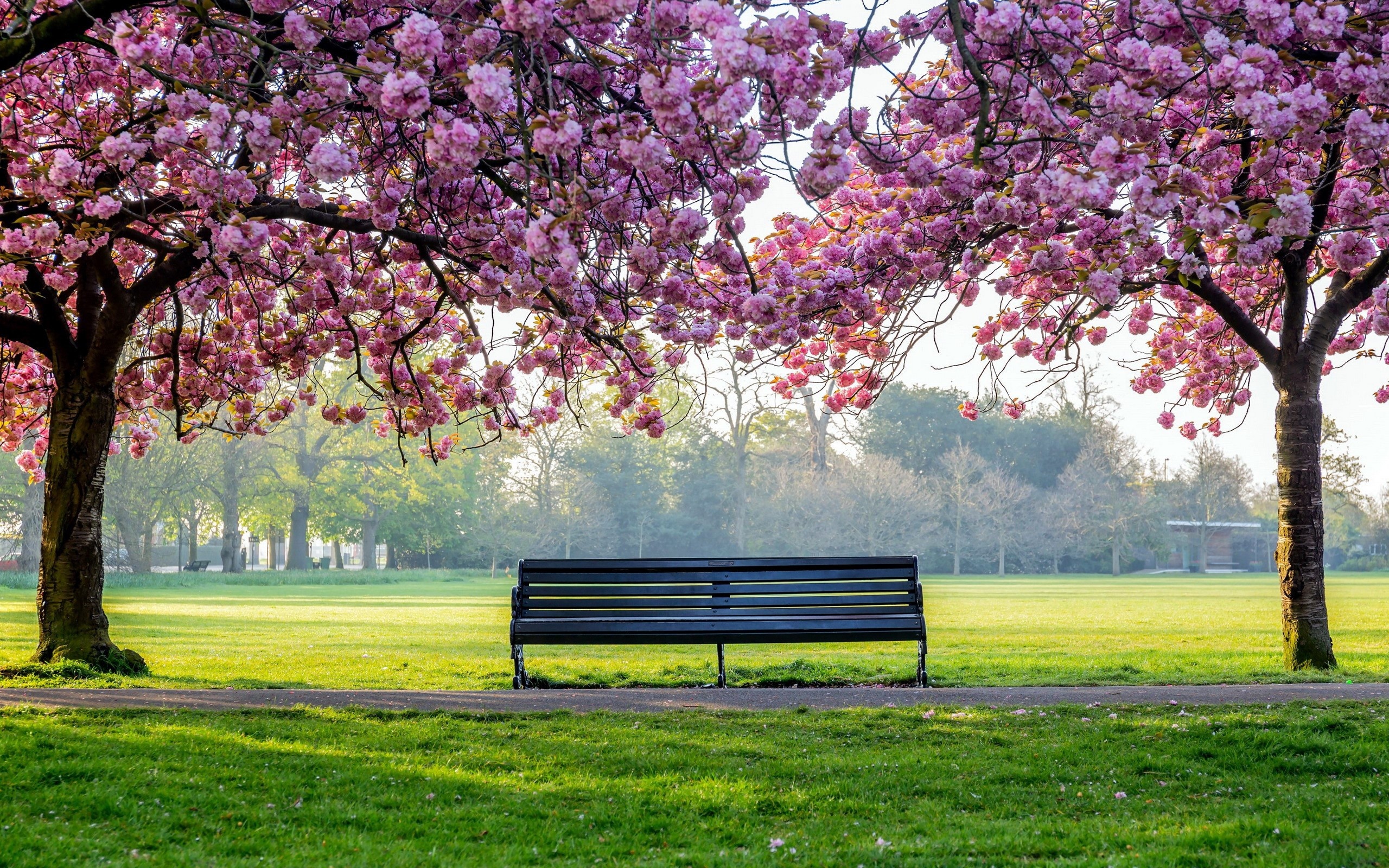 Blooming sakura trees, Empty park bench, Sunlit green park lawn, HD Desktop wallpaper